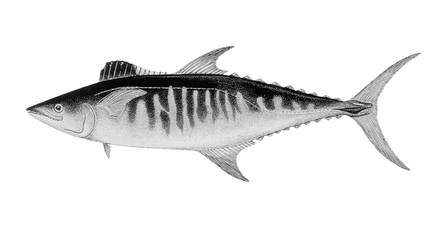 Broadbarred king mackerel