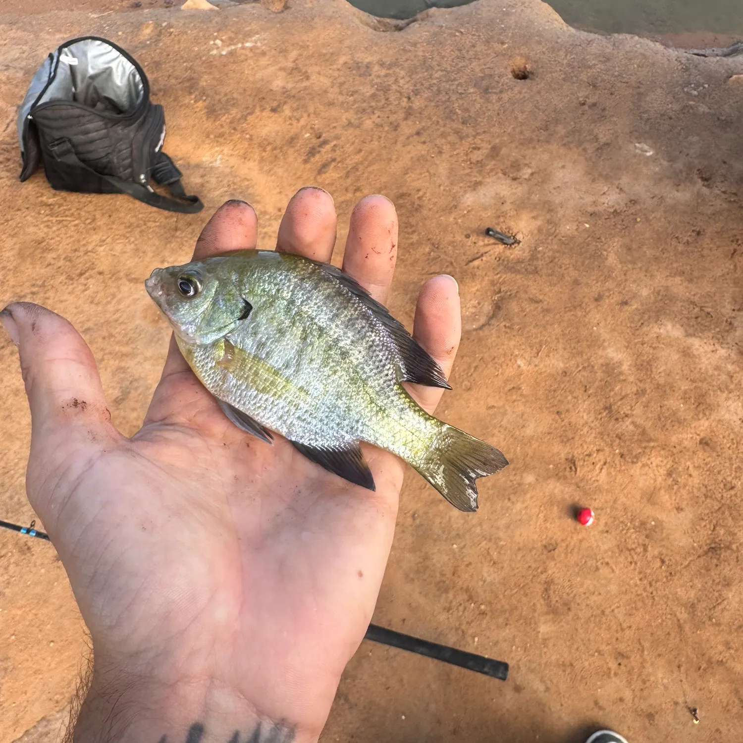 Bluegill caught on Fishbrain