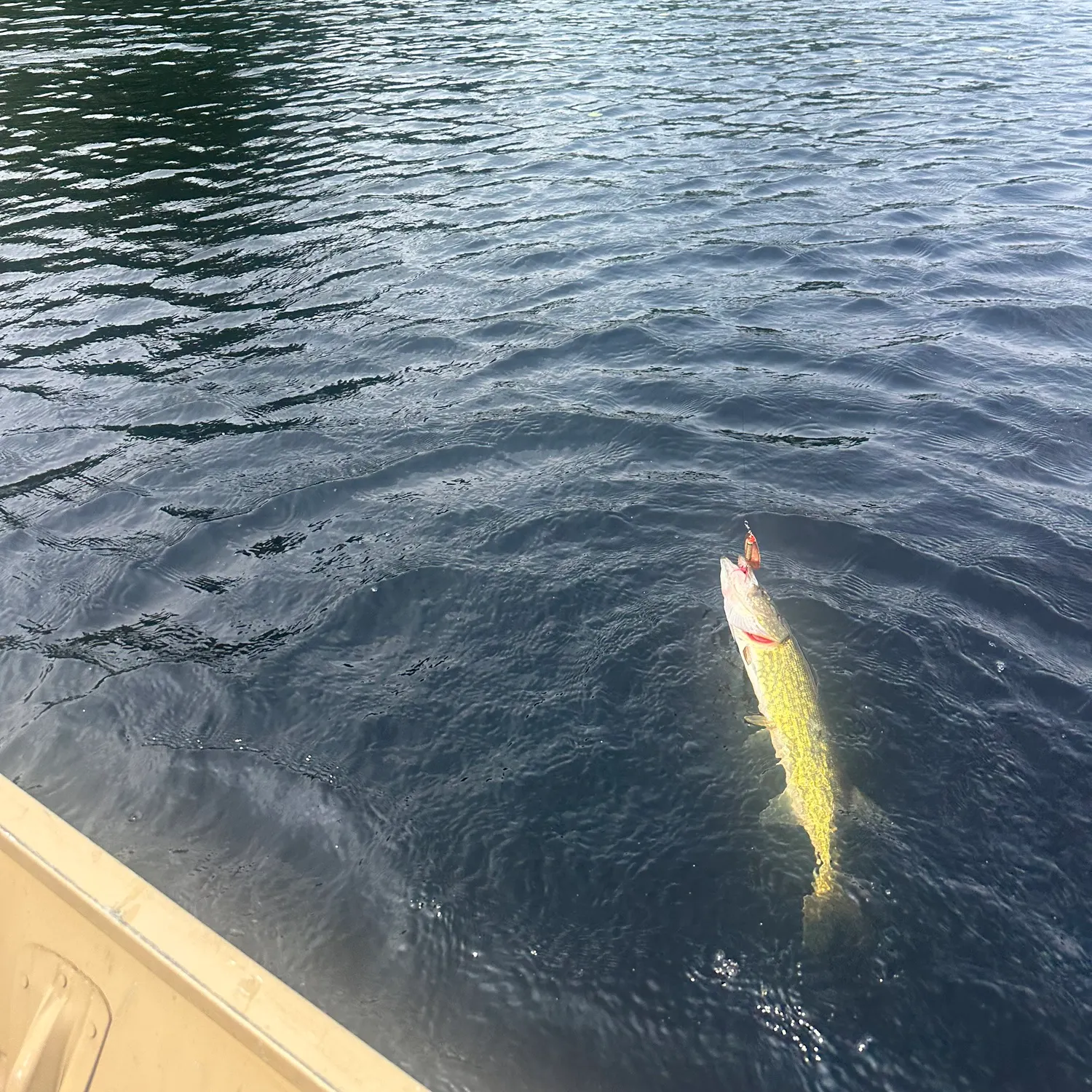 Chain pickerel caught on Fishbrain