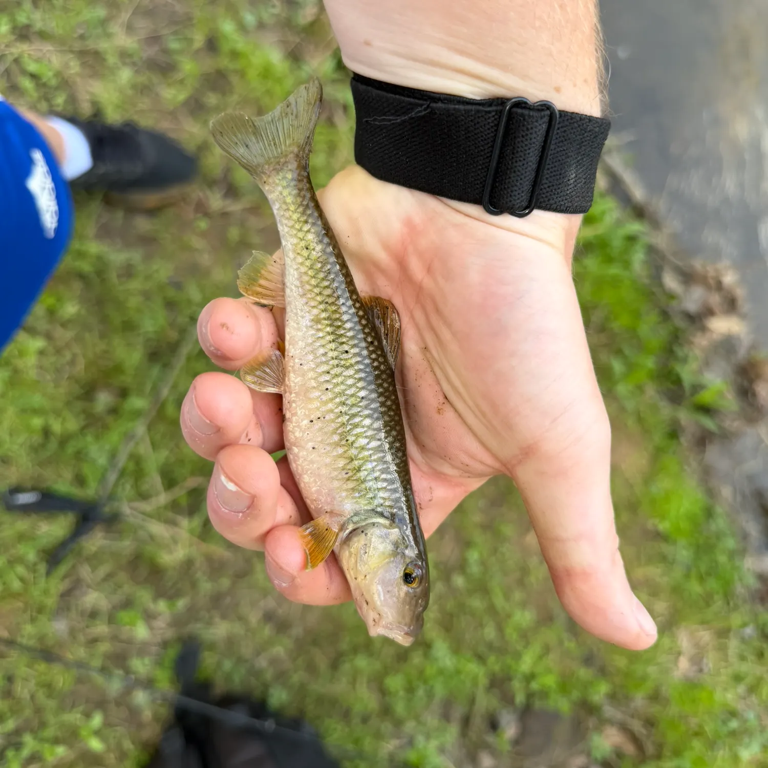The most recent River chub catches on Fishbrain