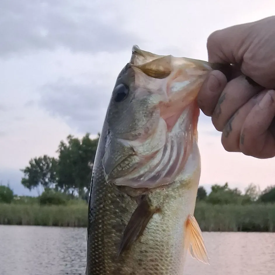Largemouth bass caught on Fishbrain