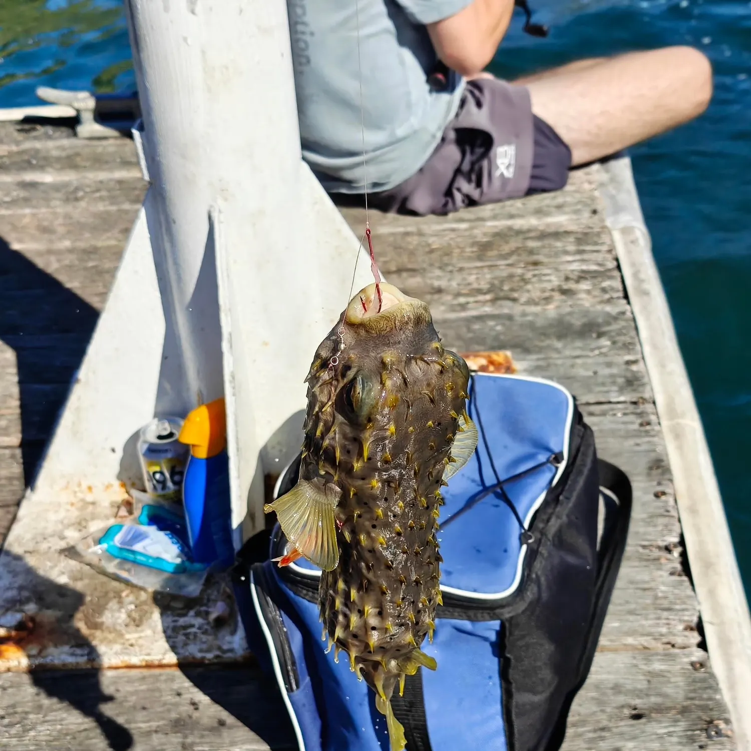 The most recent Striped burrfish catches on Fishbrain