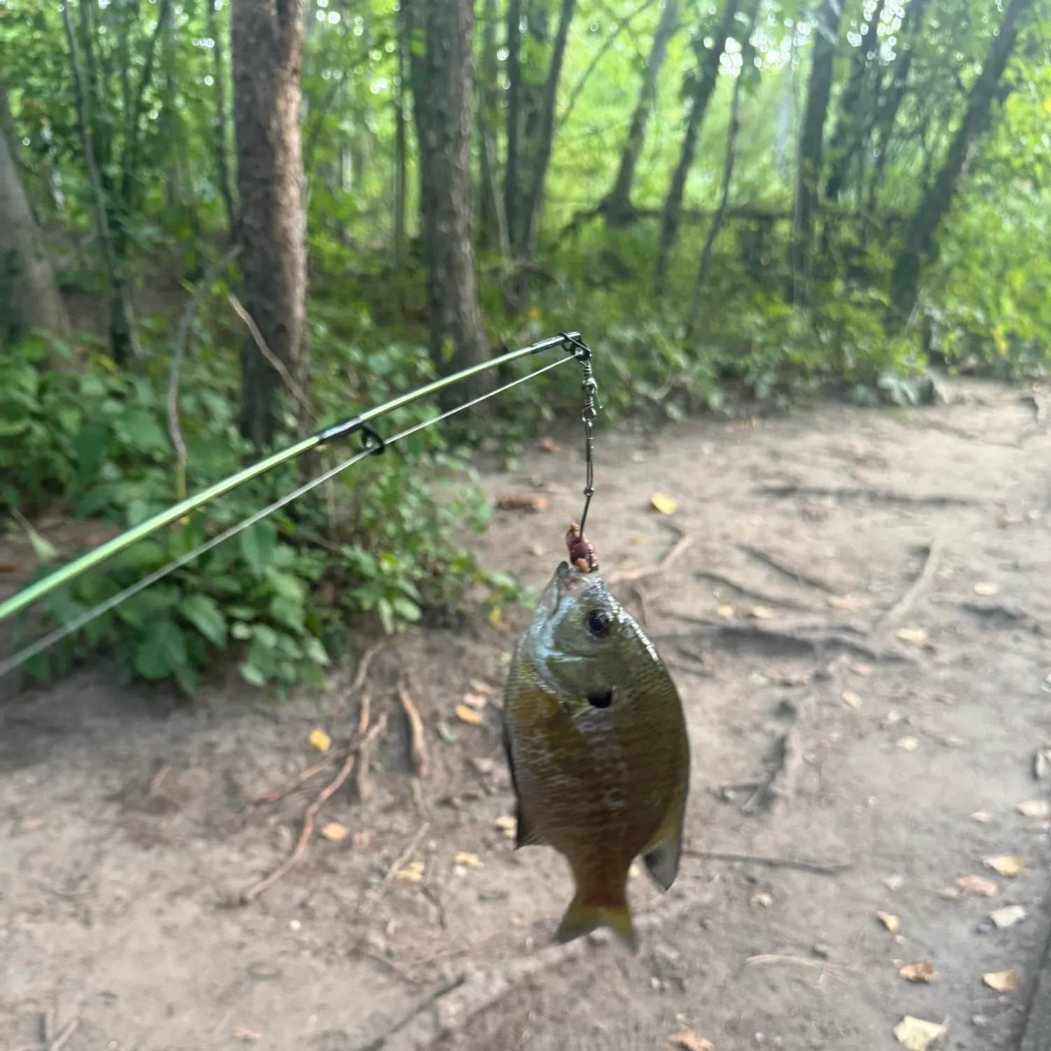 Bluegill caught on Fishbrain