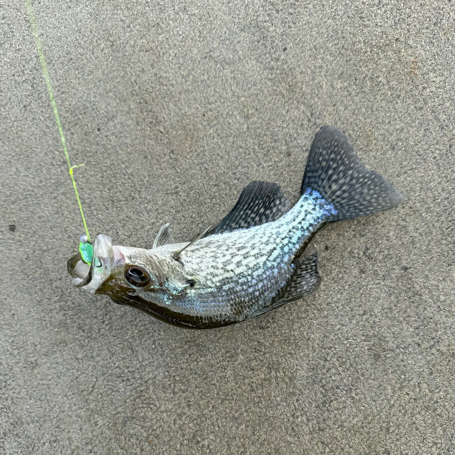 Black crappie caught on Fishbrain