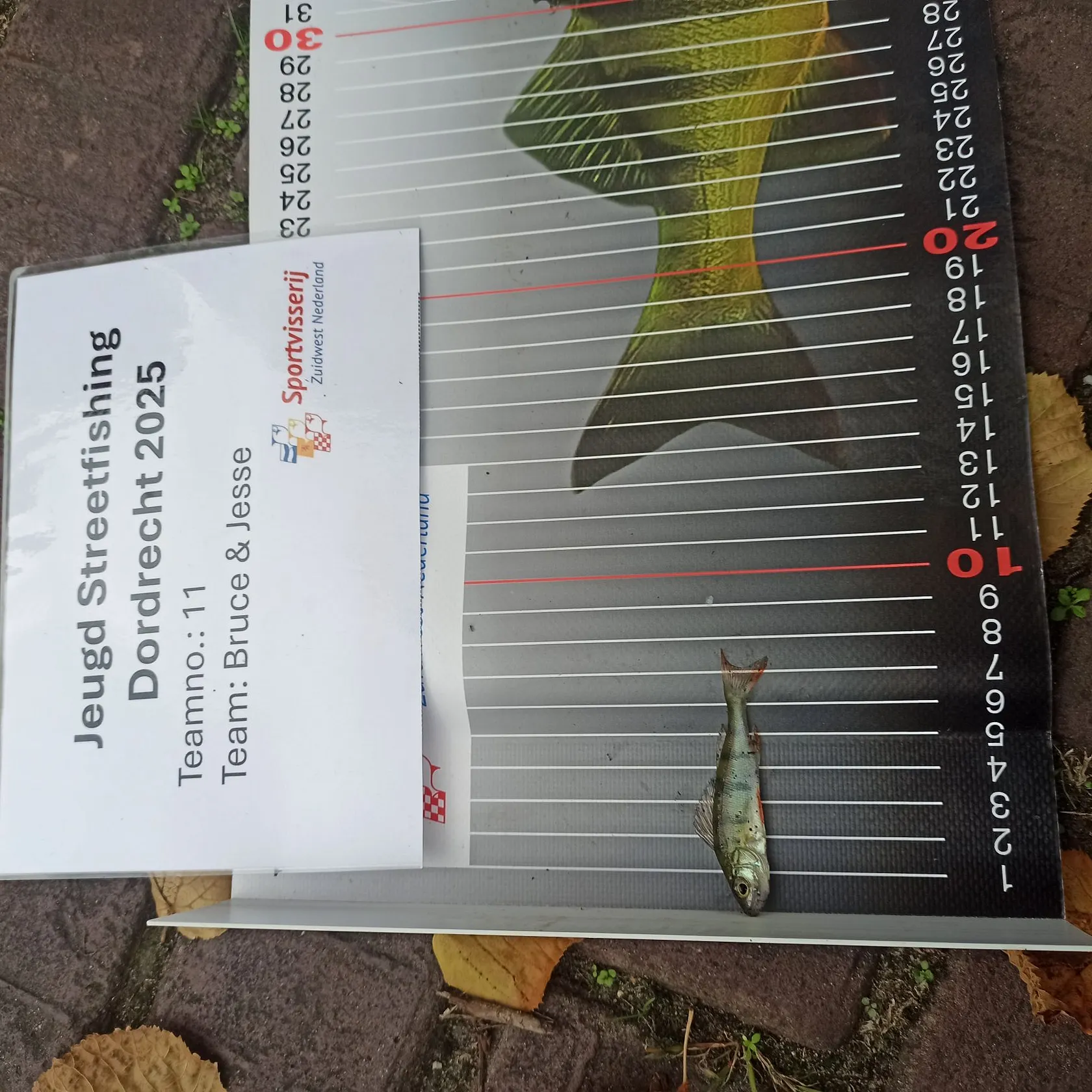 The most recent European perch catches on Fishbrain