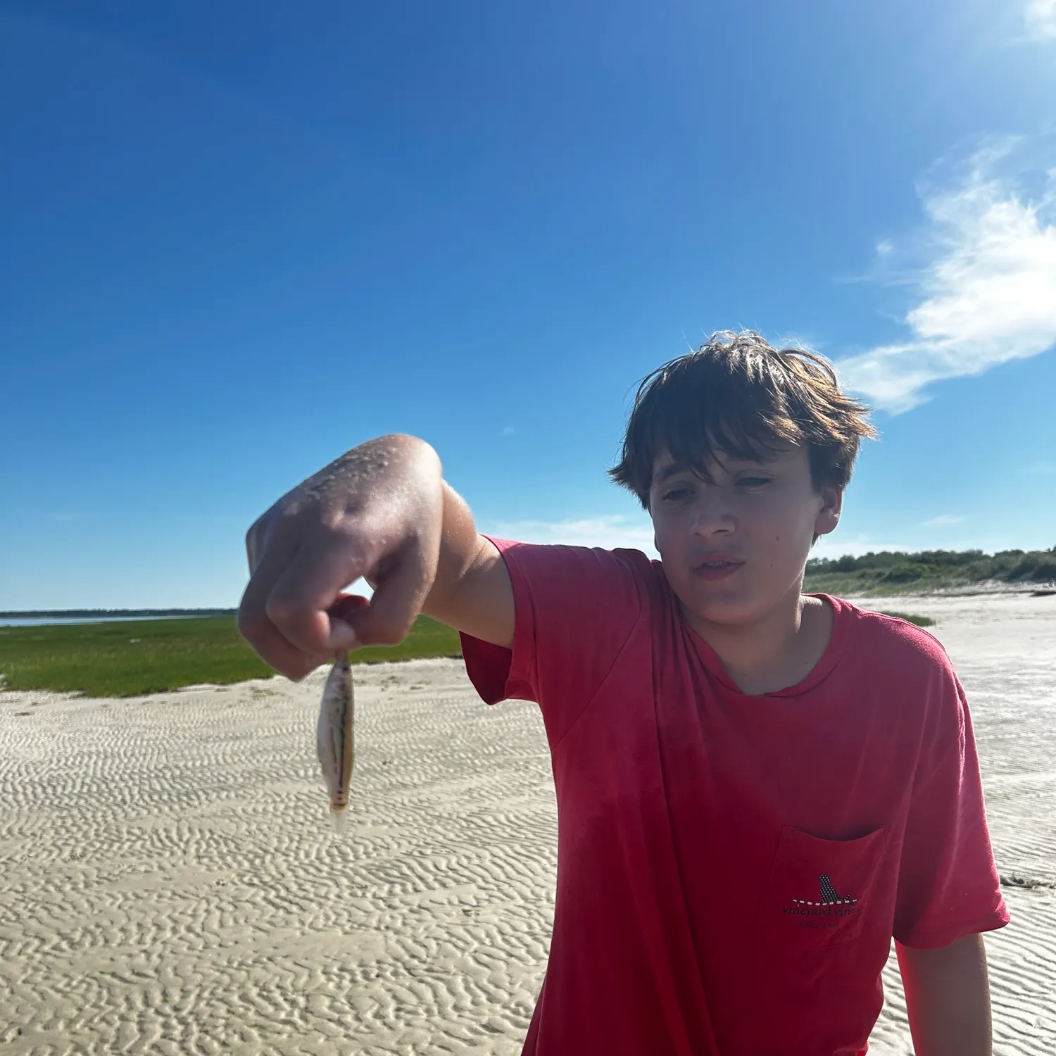The most recent Blue shark catches on Fishbrain