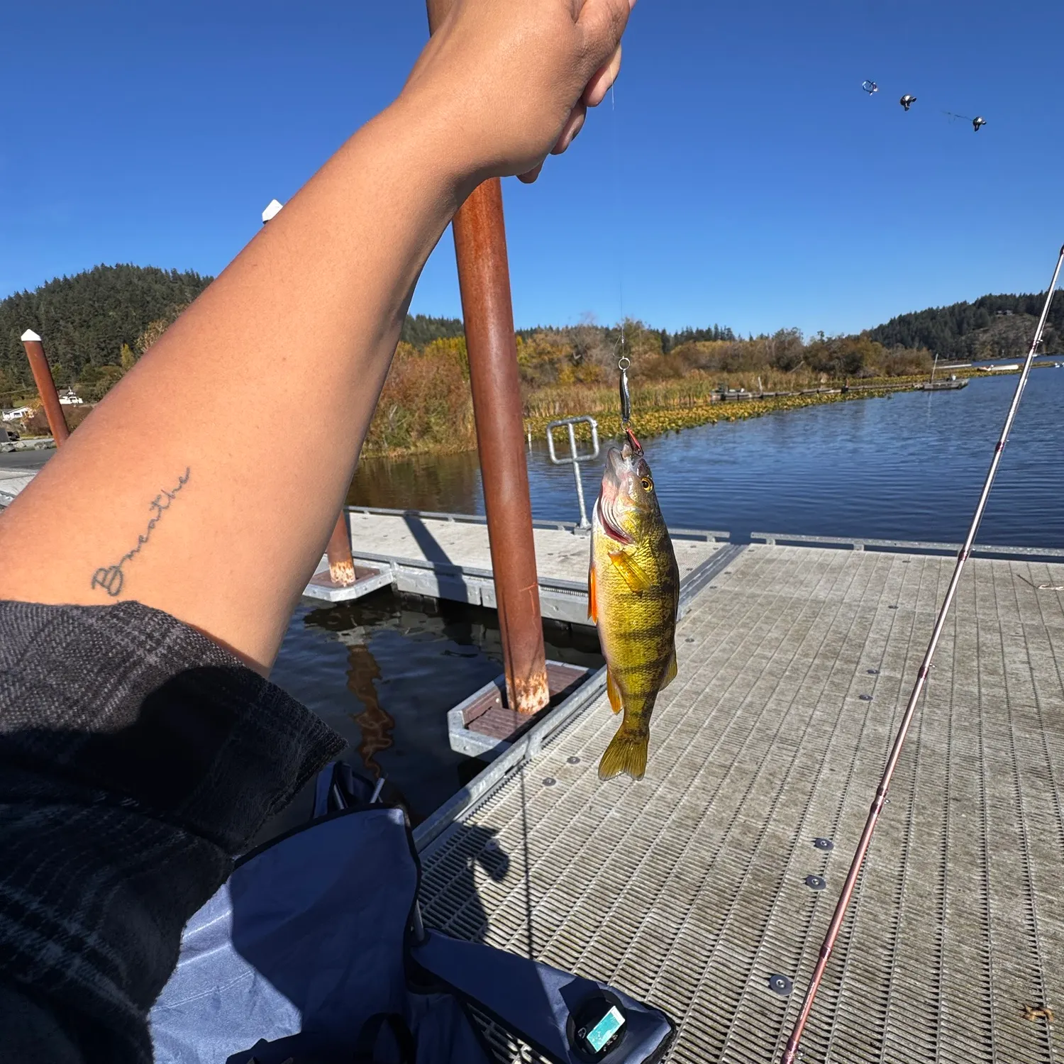 Yellow perch caught on Fishbrain