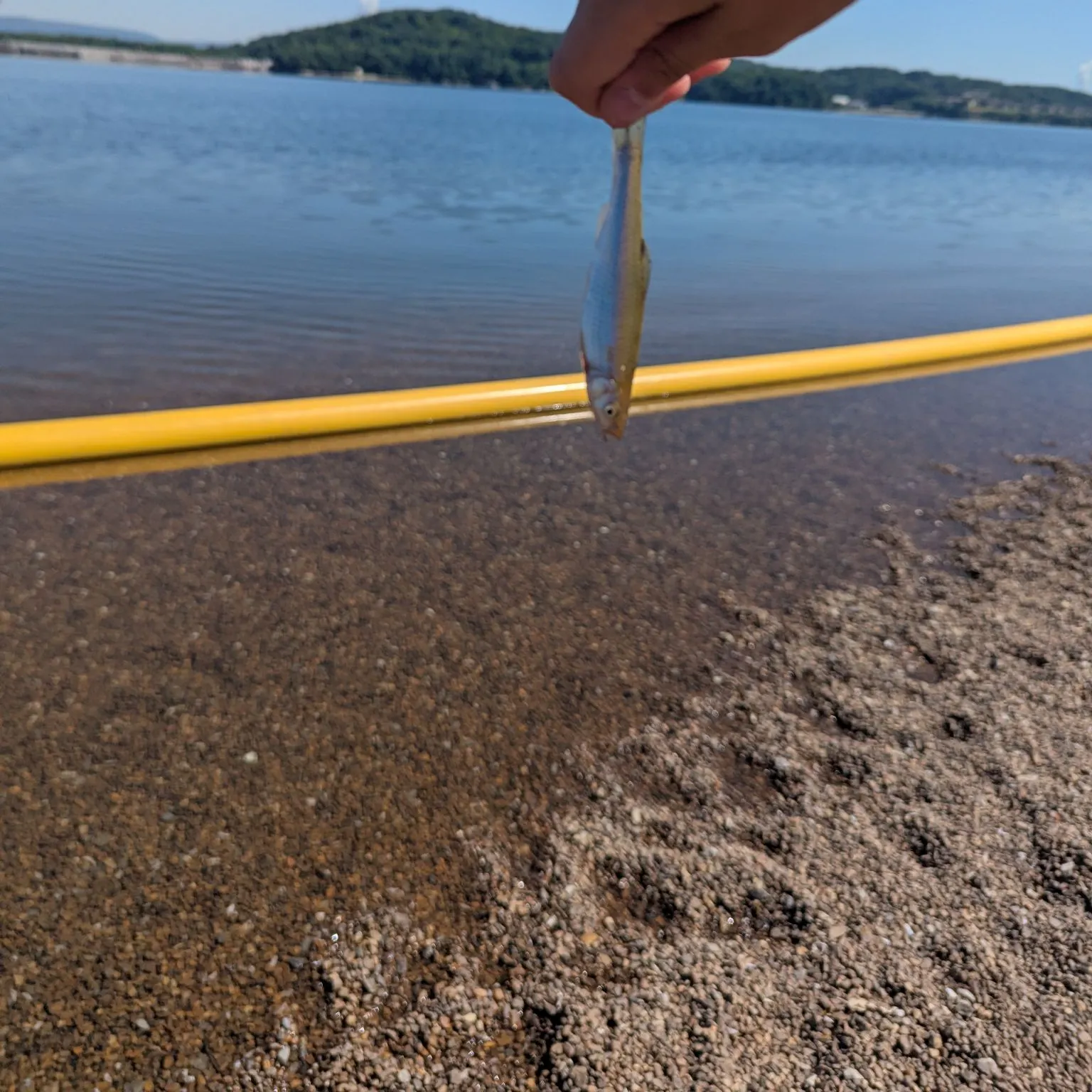 The most recent Spottail shiner catches on Fishbrain