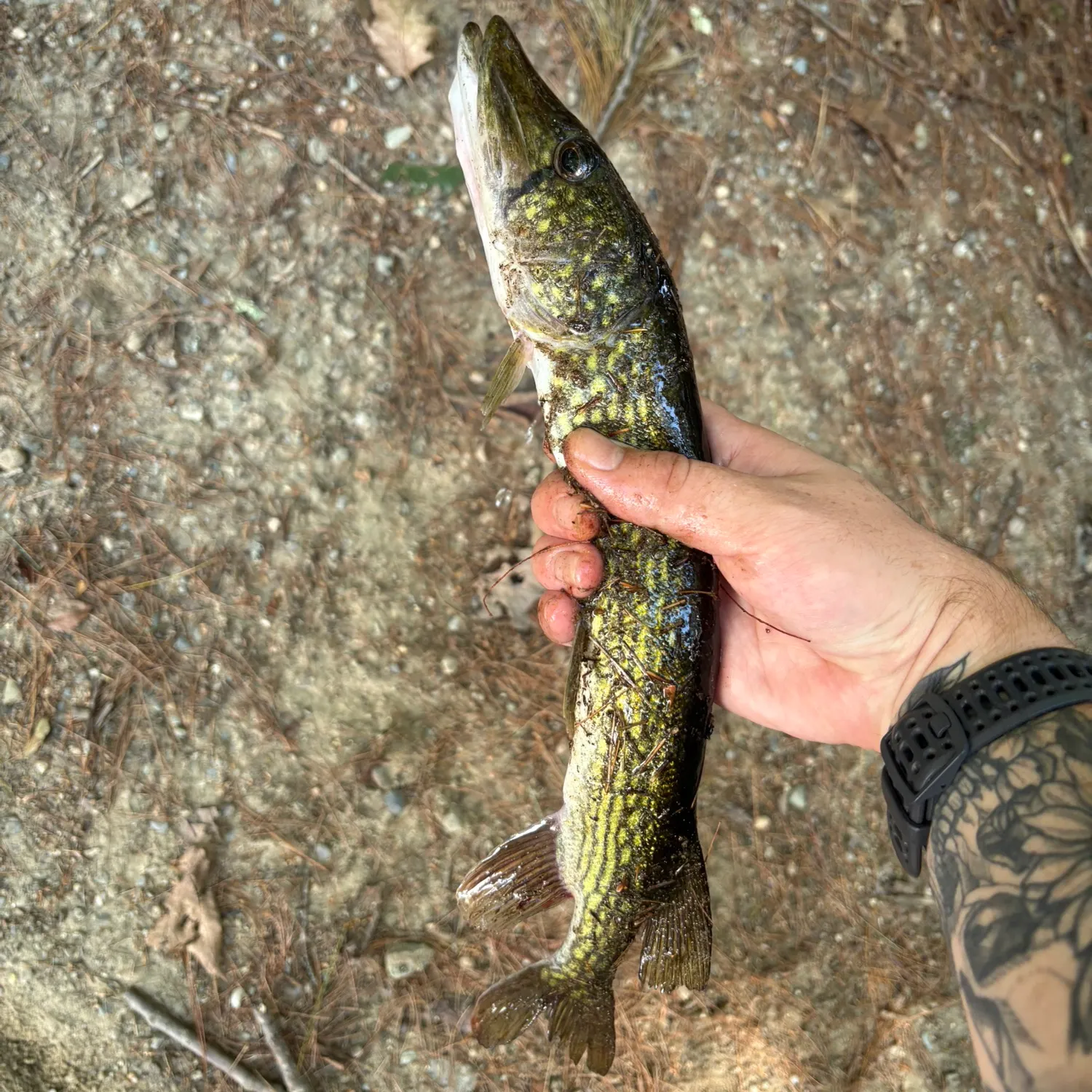 Chain pickerel caught on Fishbrain