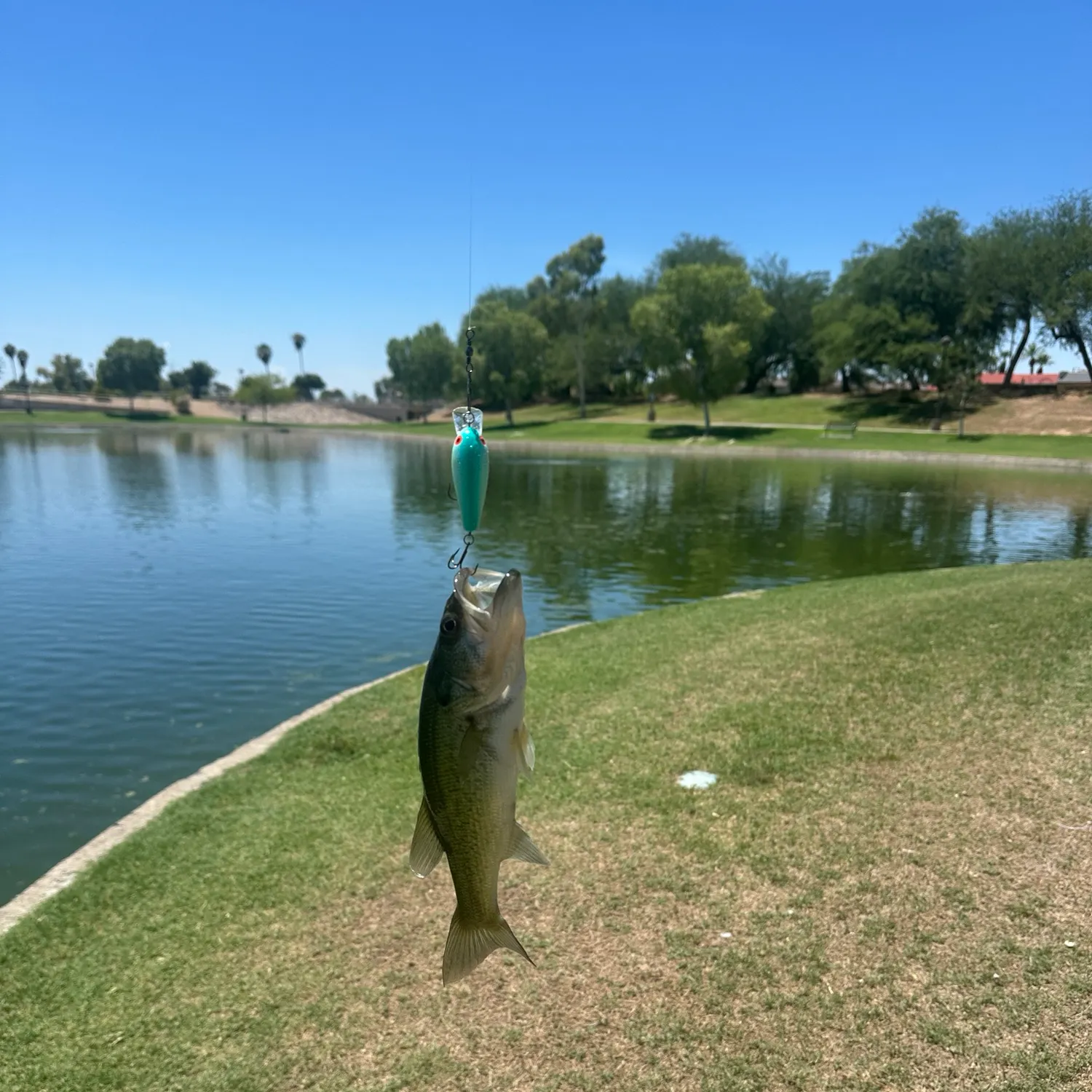 Largemouth bass caught on Fishbrain