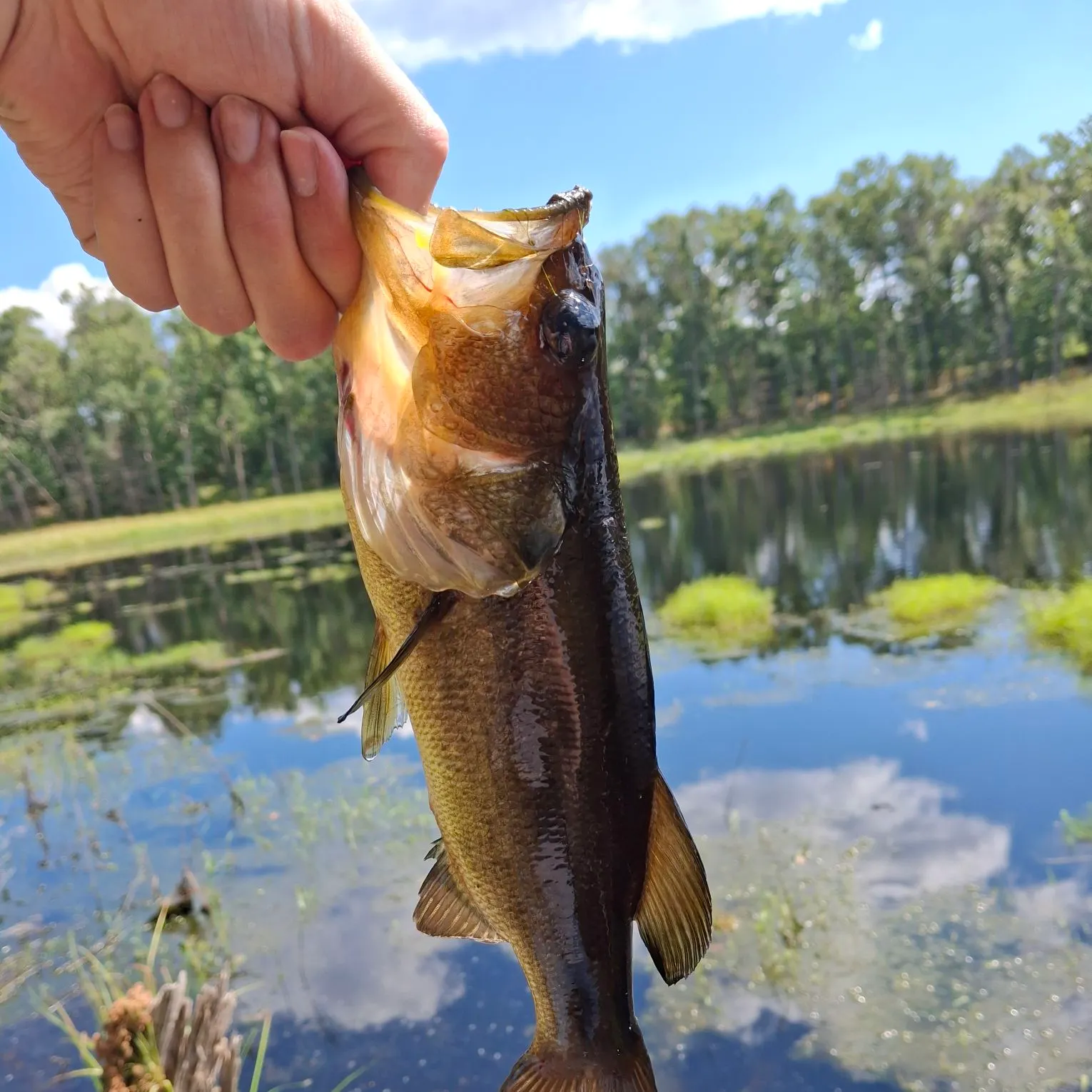 Largemouth bass caught on Fishbrain