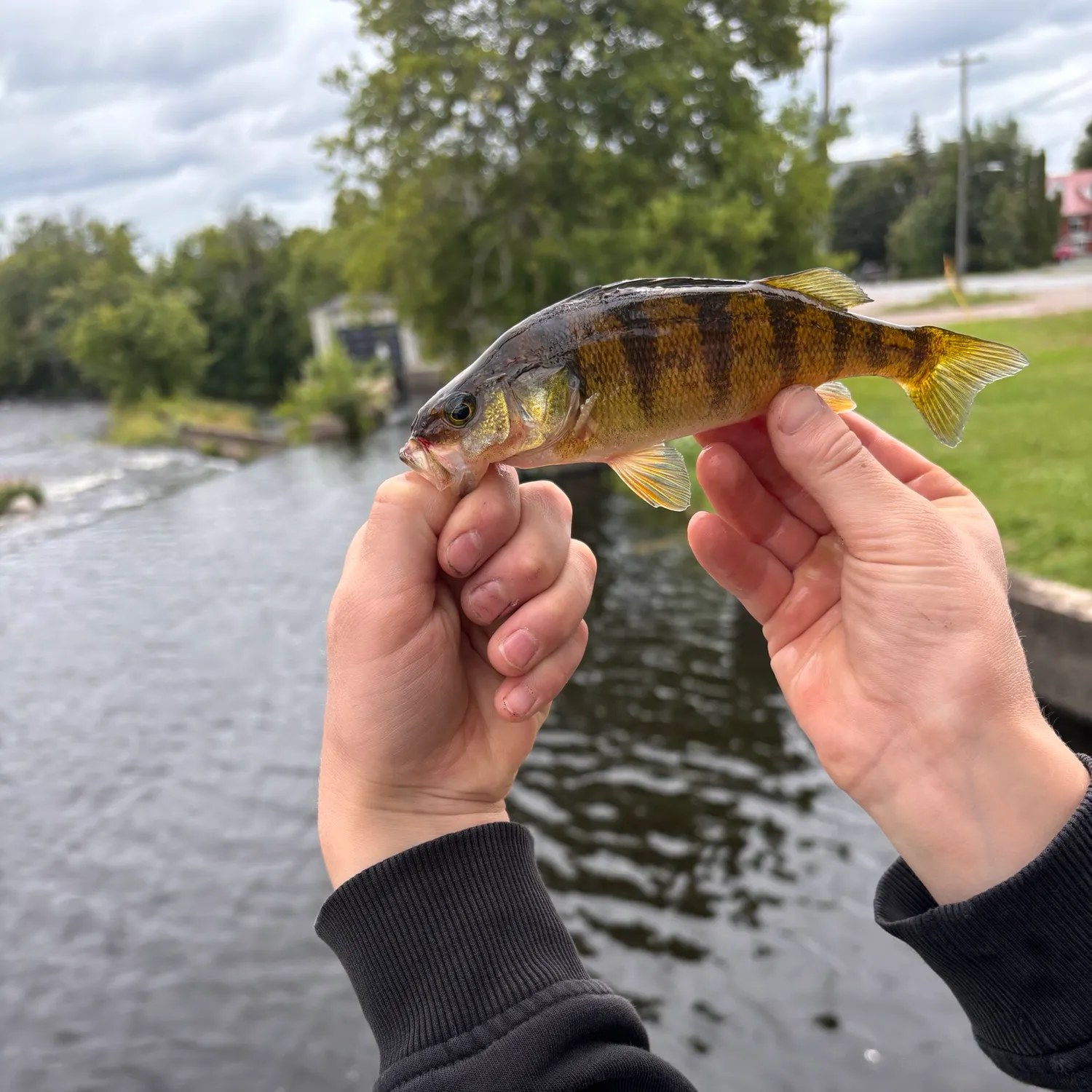 catch