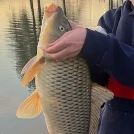 Common carp caught on Fishbrain