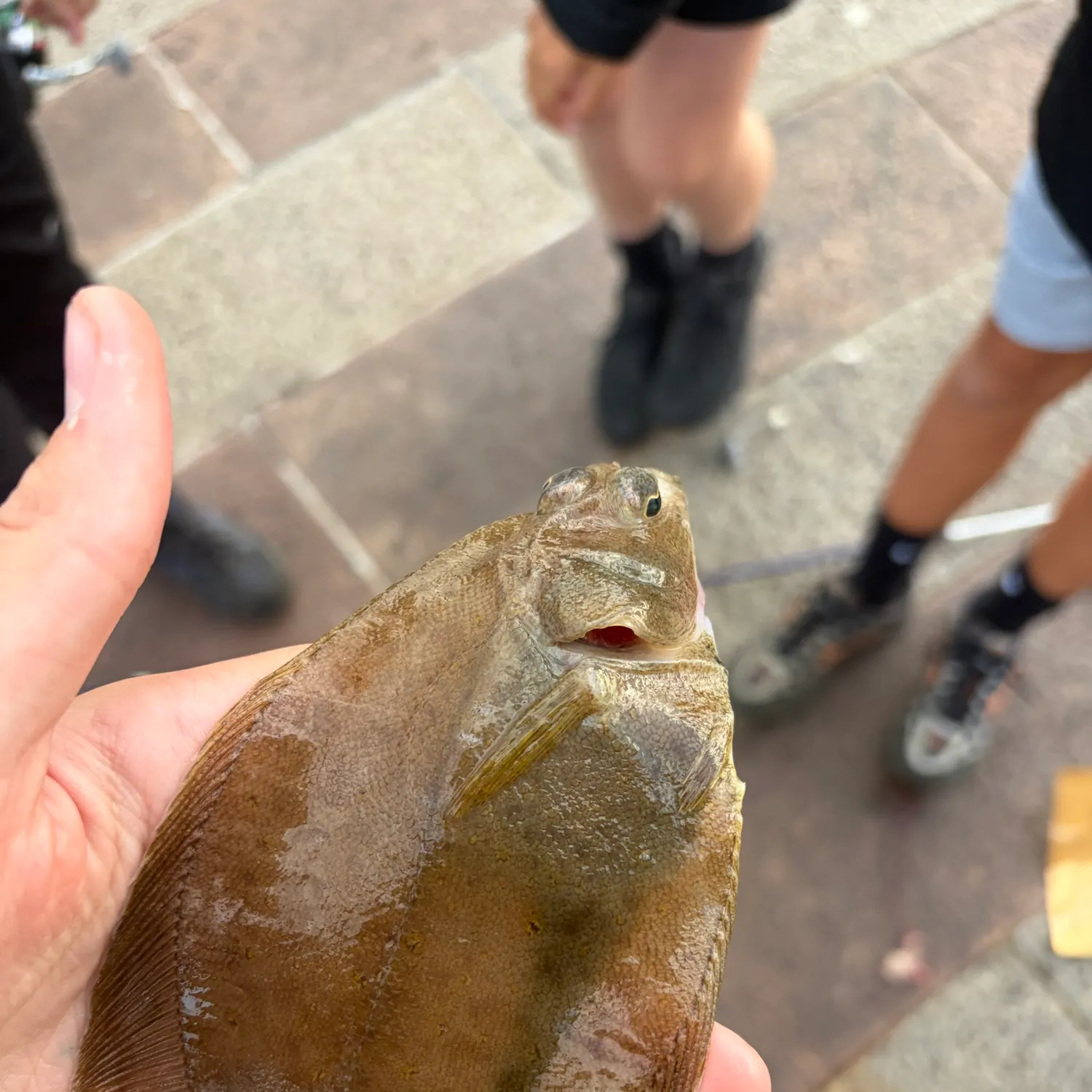 The most recent Common dab catches on Fishbrain