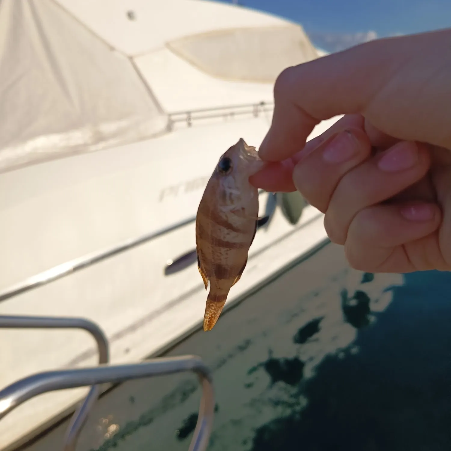 The most recent Painted comber catches on Fishbrain