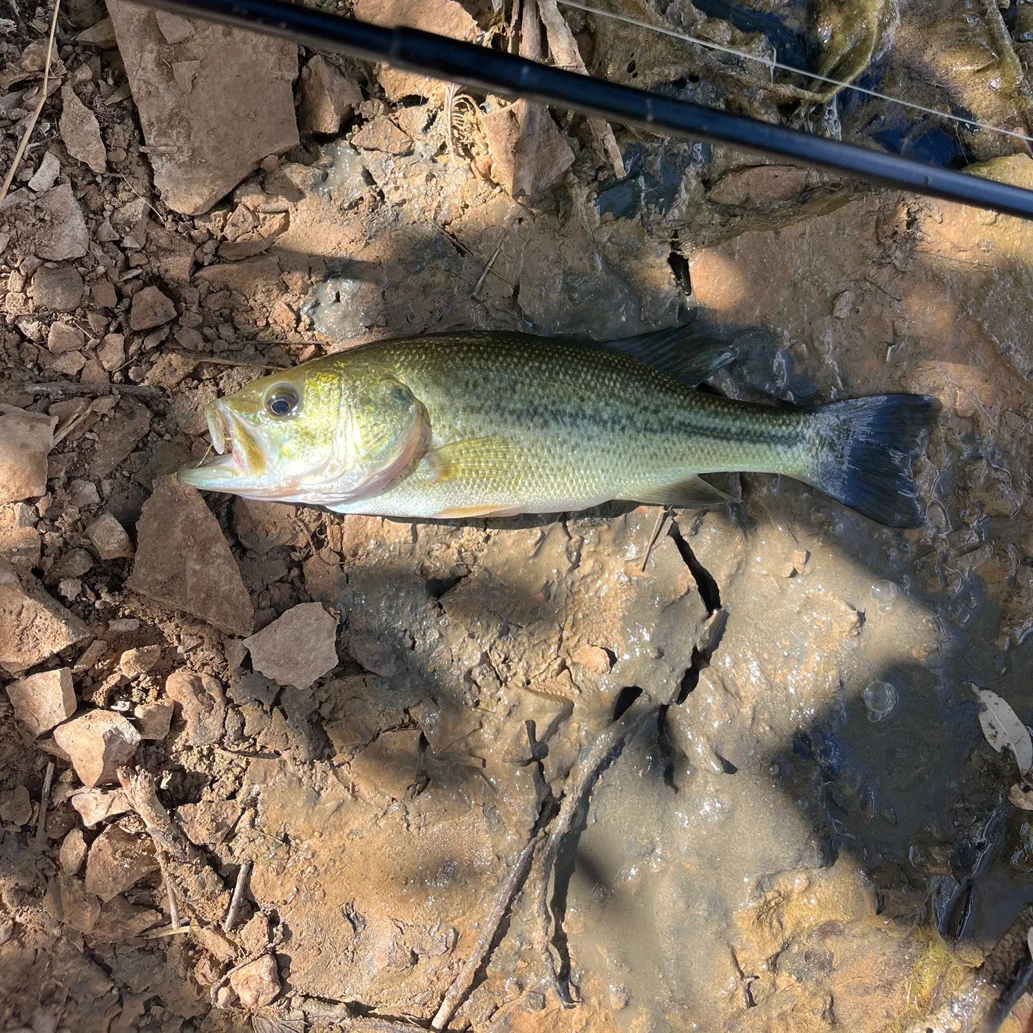 Largemouth bass caught on Fishbrain