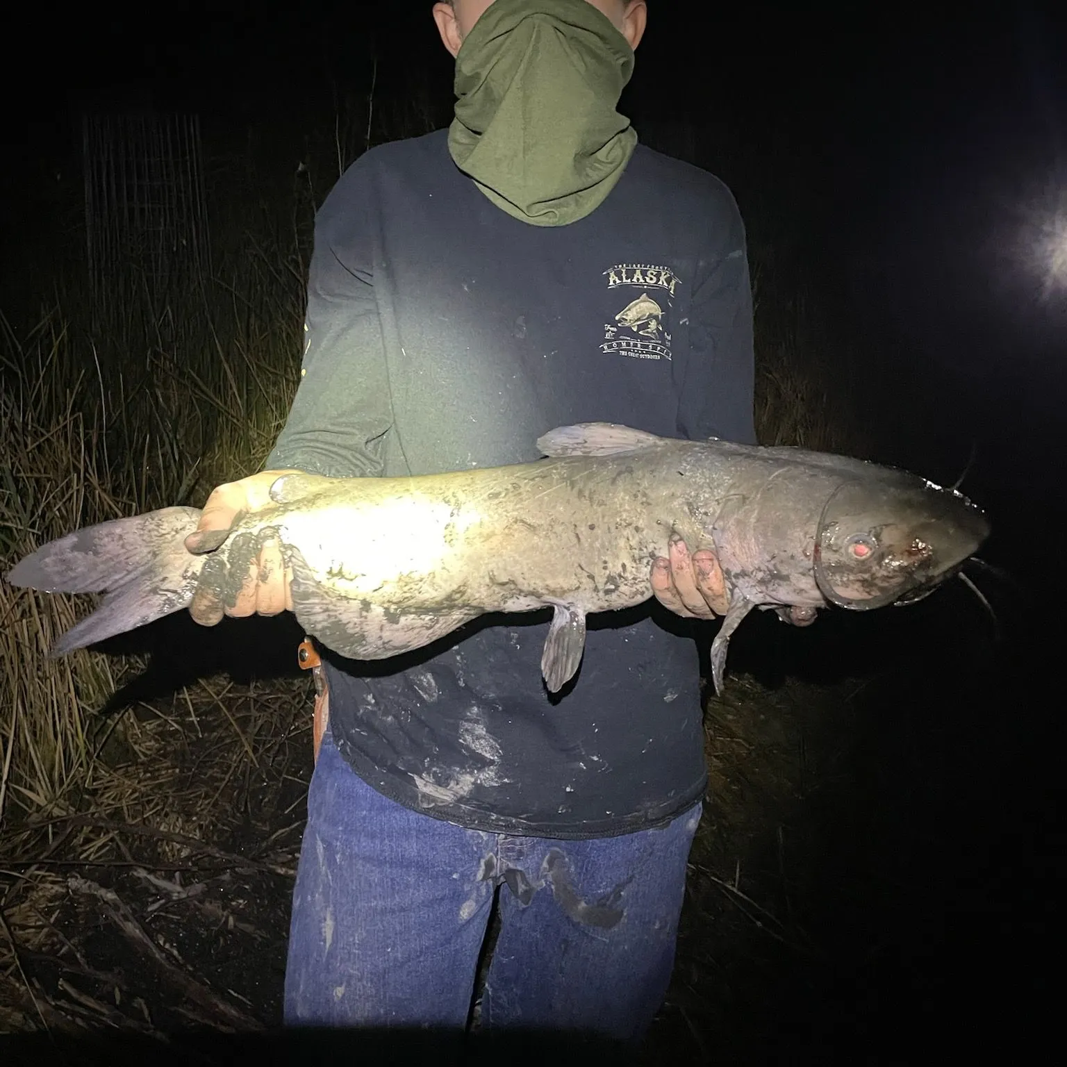 Channel catfish caught on Fishbrain