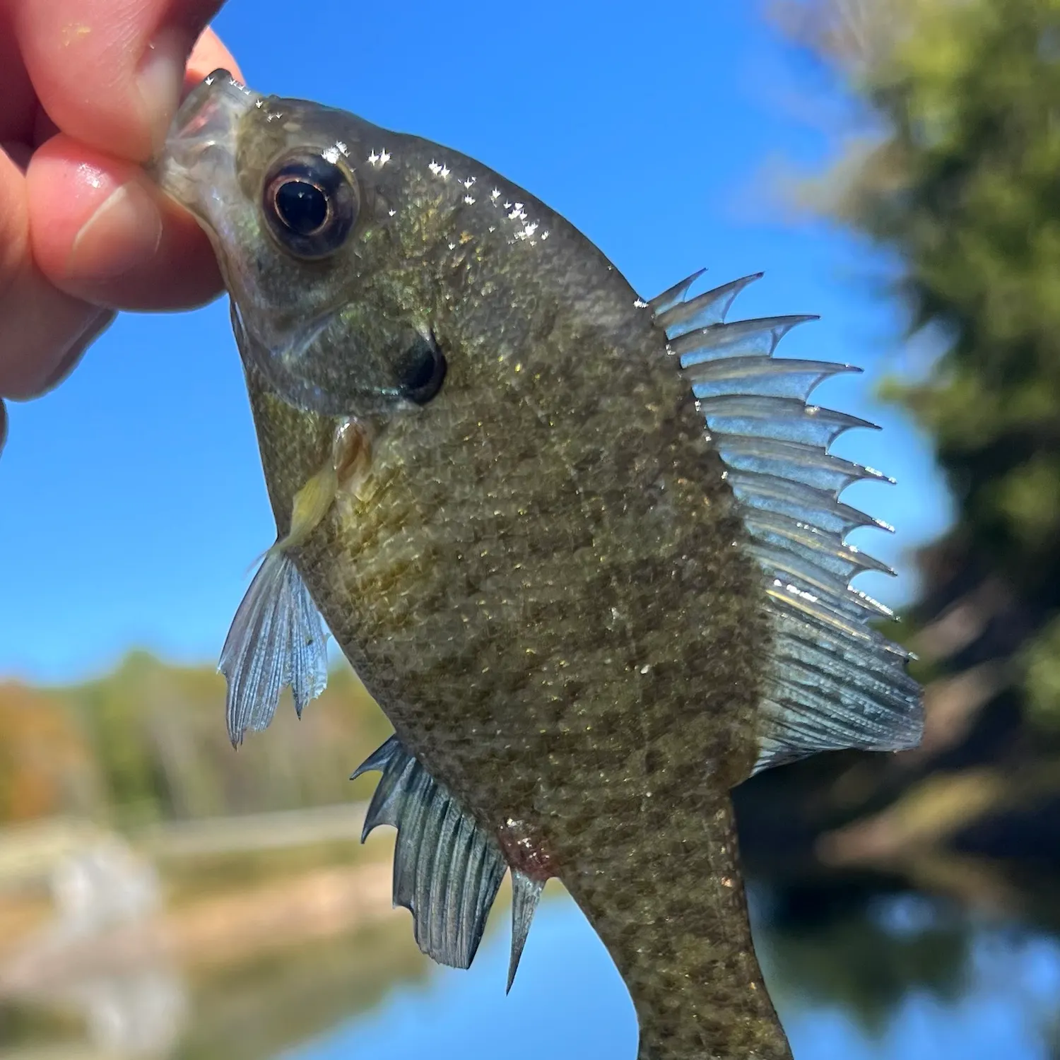 Bluegill caught on Fishbrain