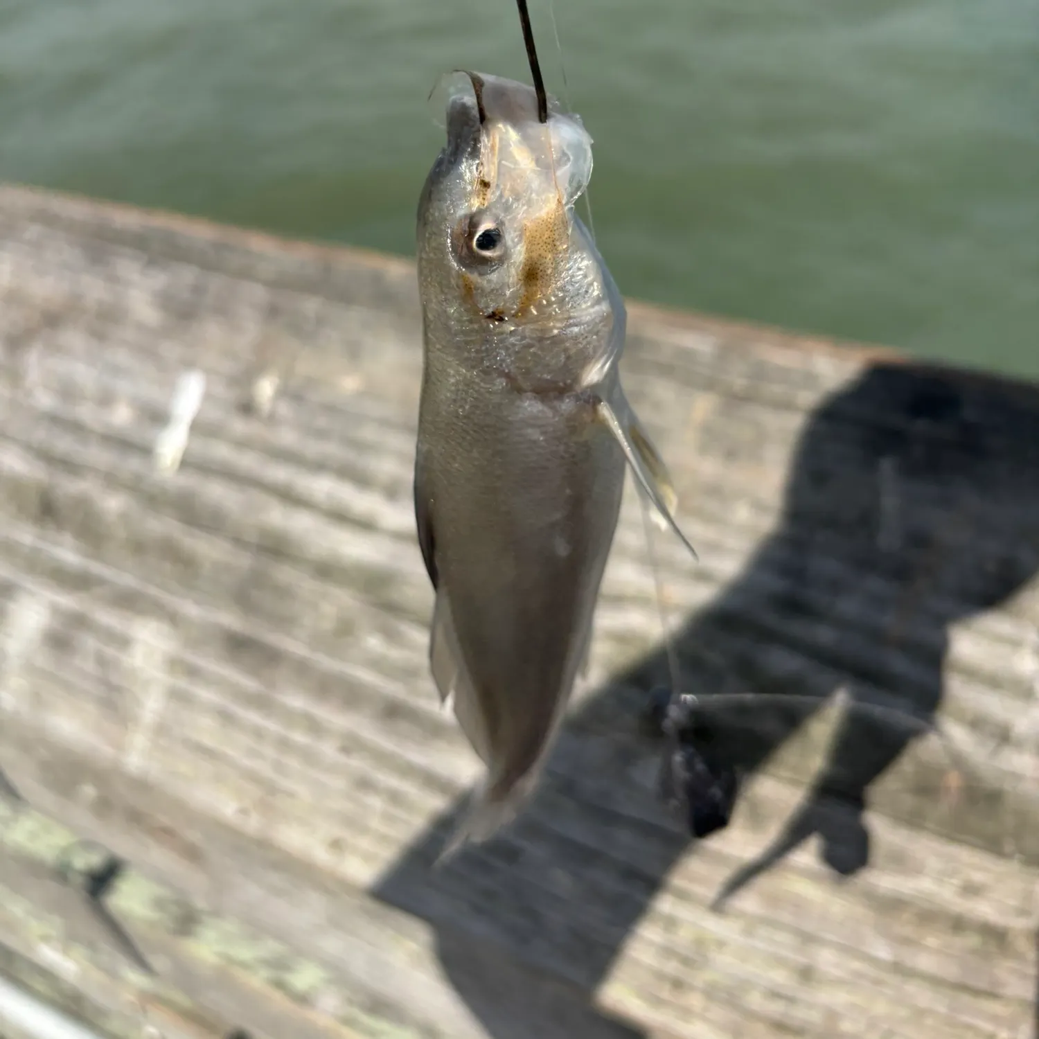 Southern kingcroaker caught on Fishbrain