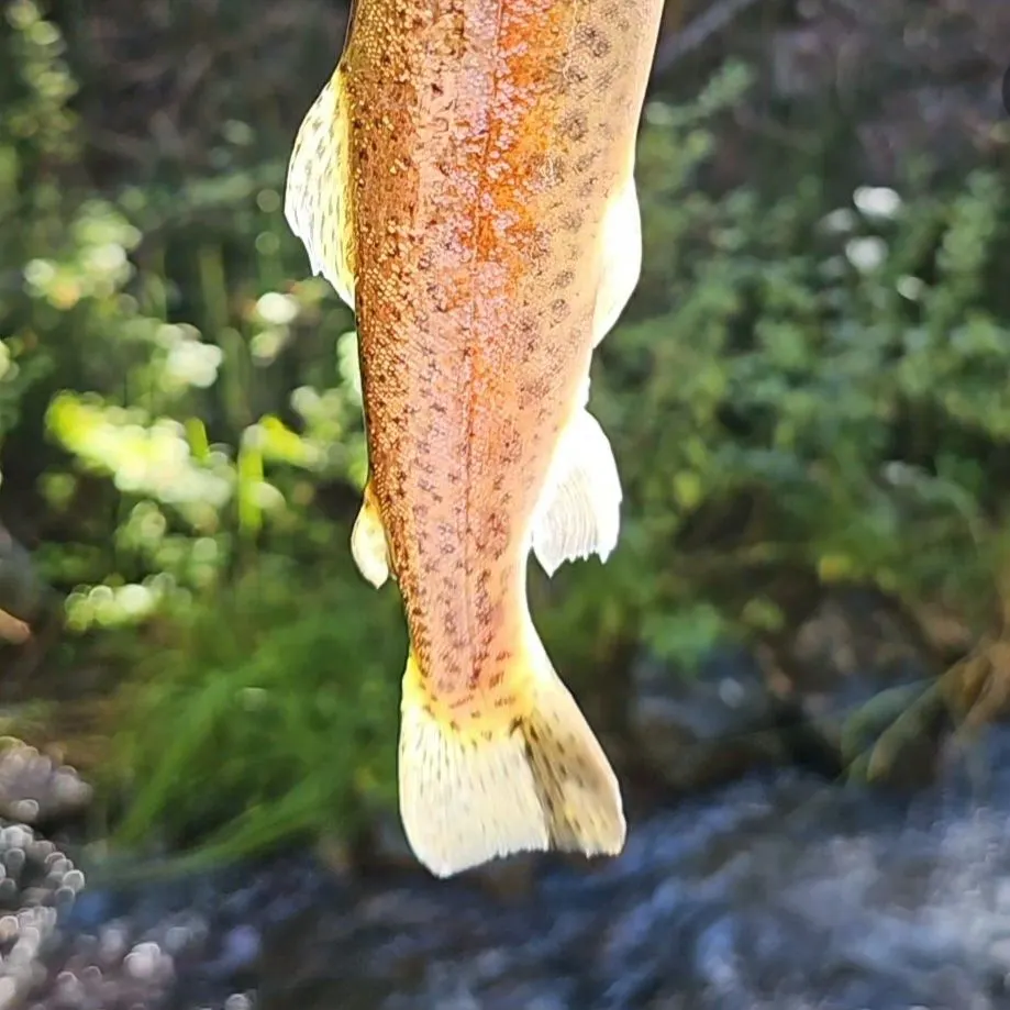 Rainbow trout caught on Fishbrain