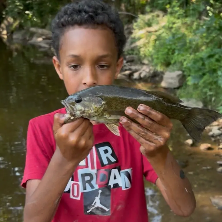 Smallmouth bass caught on Fishbrain