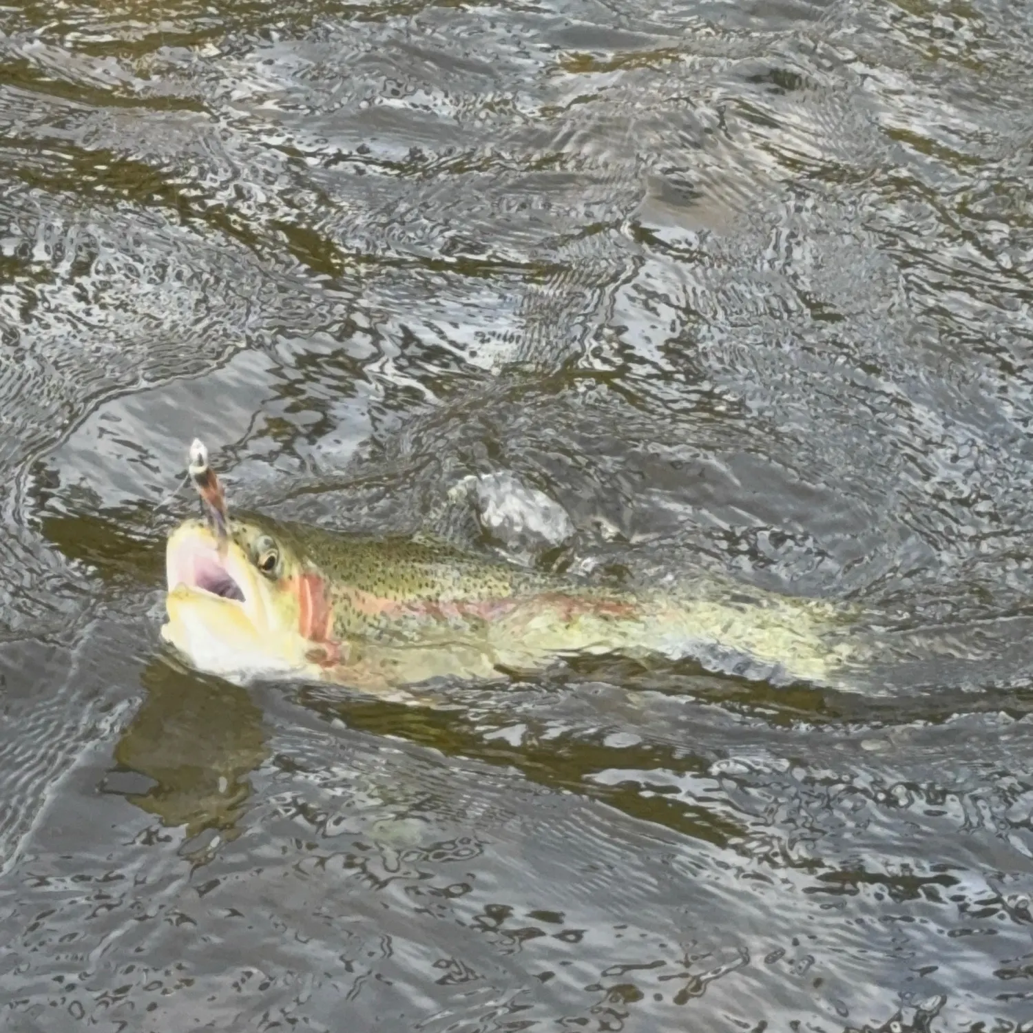 Rainbow trout caught on Fishbrain