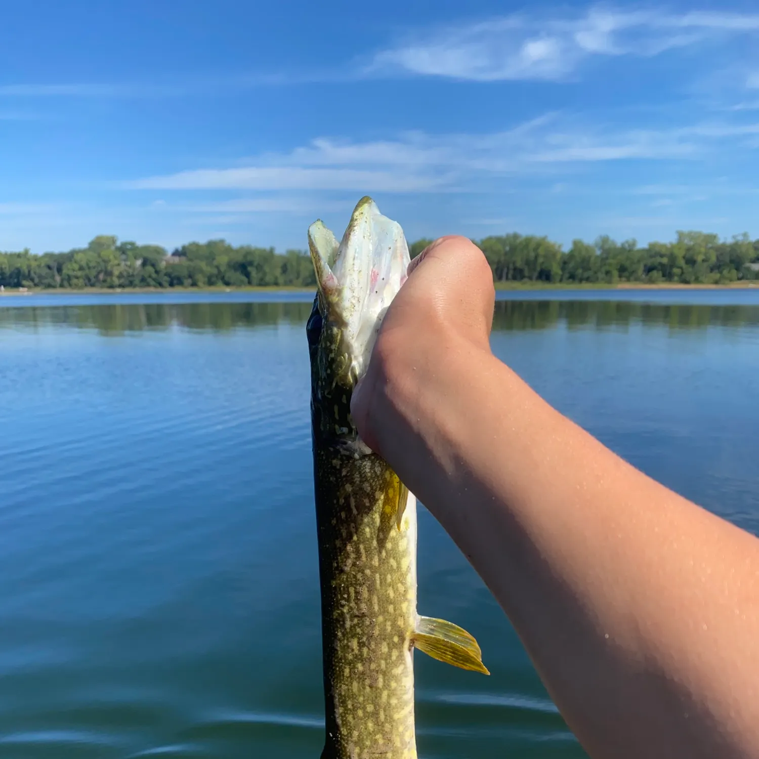 Northern pike caught on Fishbrain
