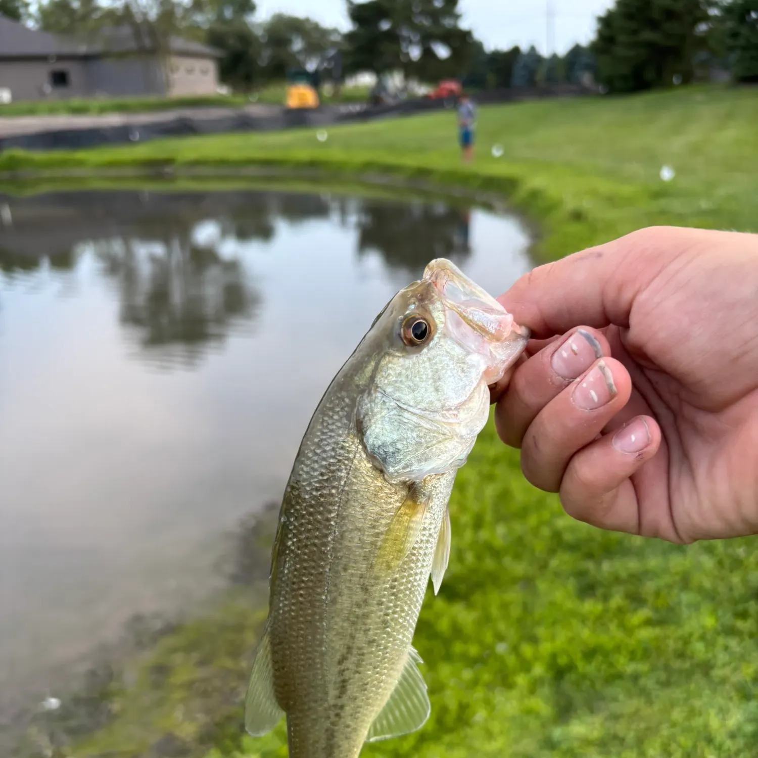 The most recent Neosho bass catches on Fishbrain