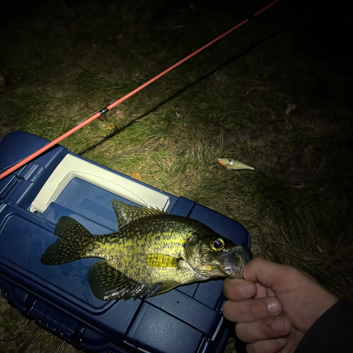 Black crappie caught on Fishbrain