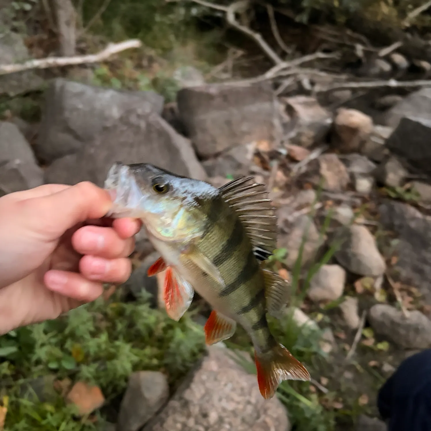 European perch caught on Fishbrain