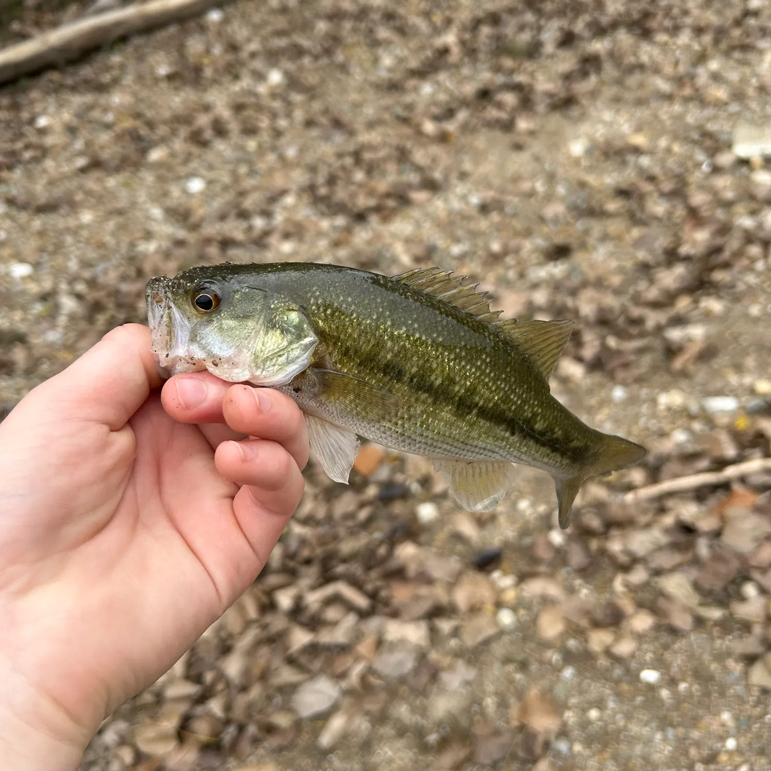 Spotted bass caught on Fishbrain