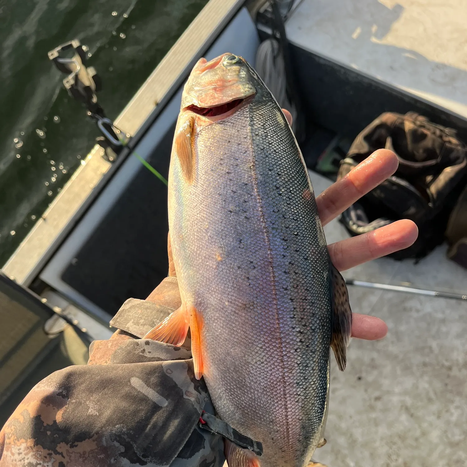 Rainbow trout caught on Fishbrain