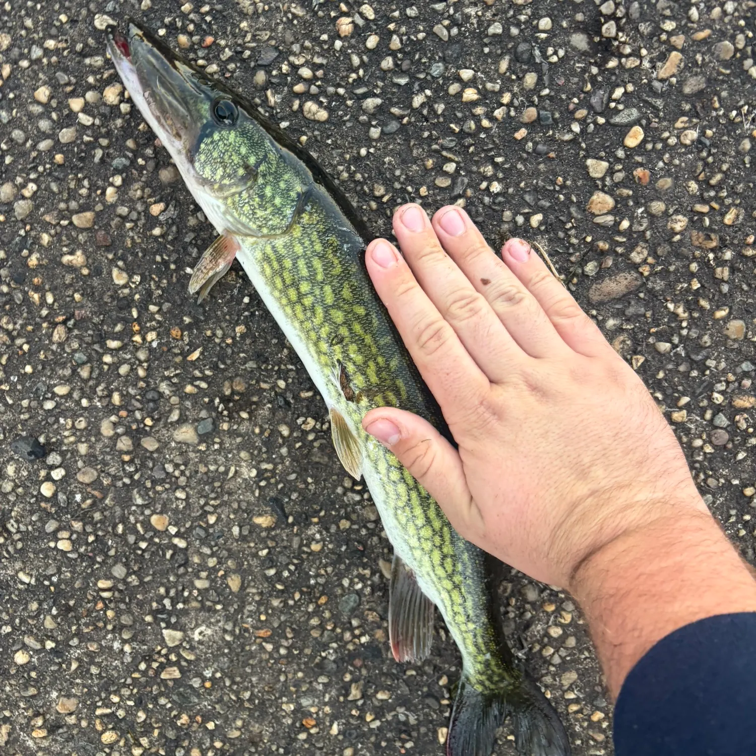 Chain pickerel caught on Fishbrain