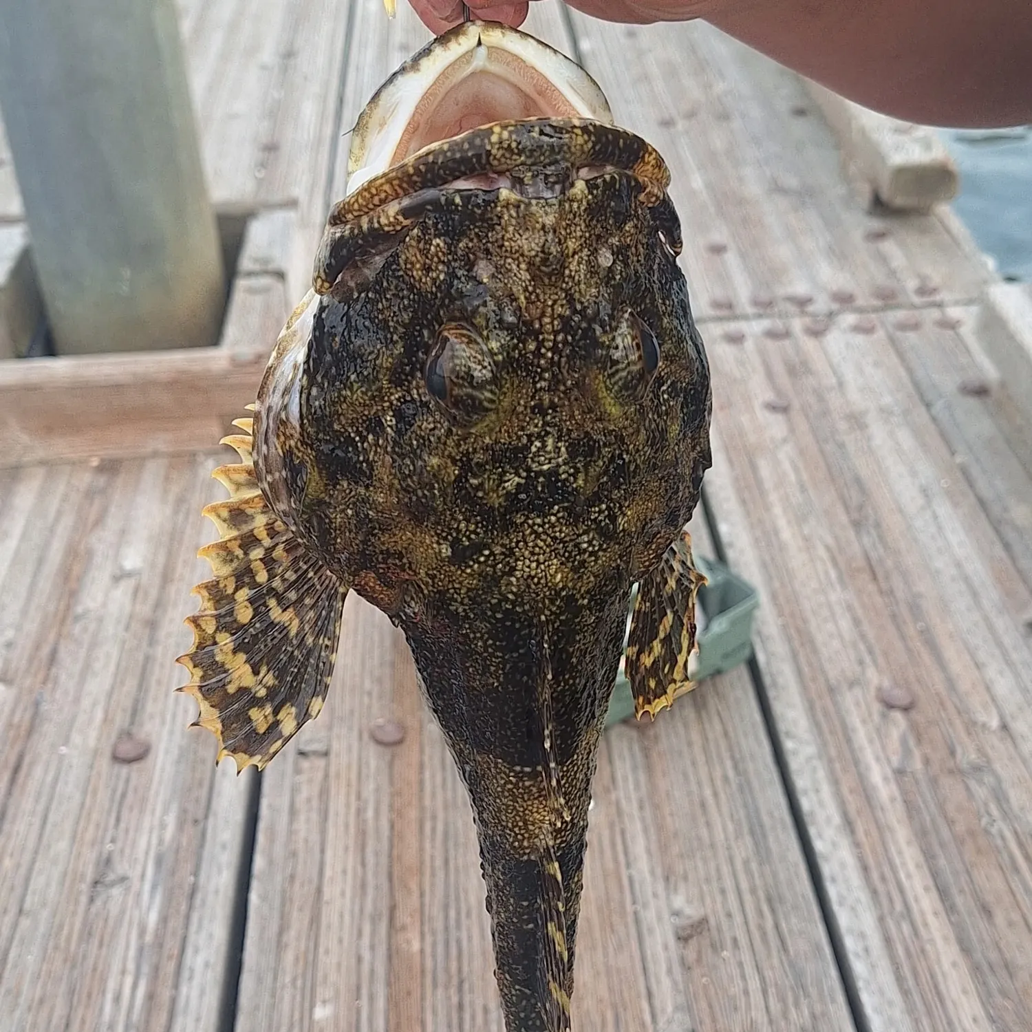 The most recent Longspined bullhead catches on Fishbrain