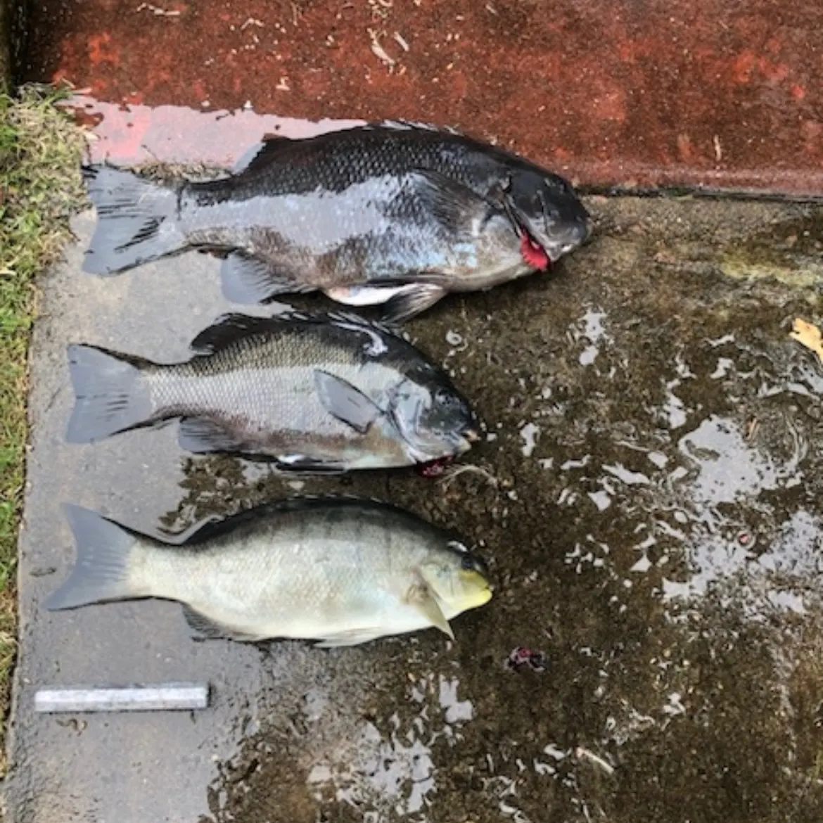 The most recent Black drummer catches on Fishbrain