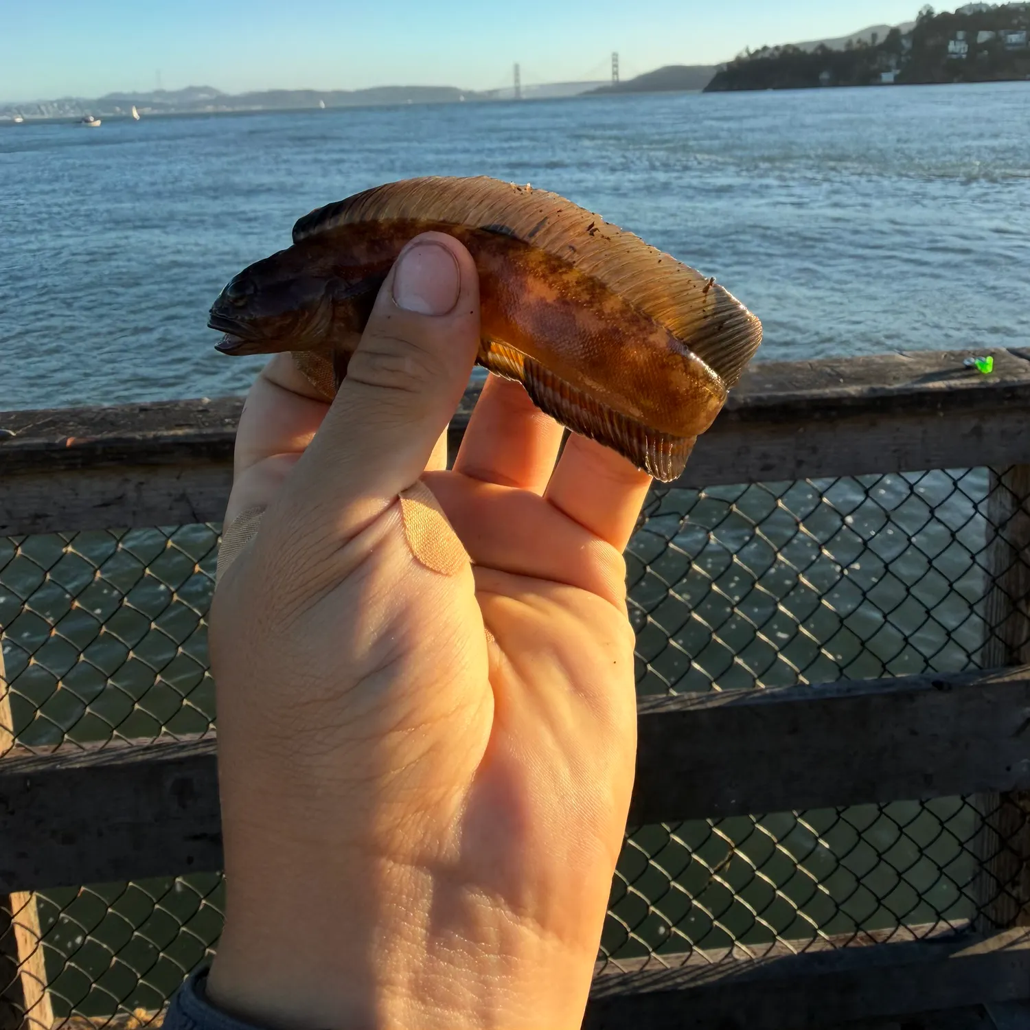 The most recent Northern ronquil catches on Fishbrain