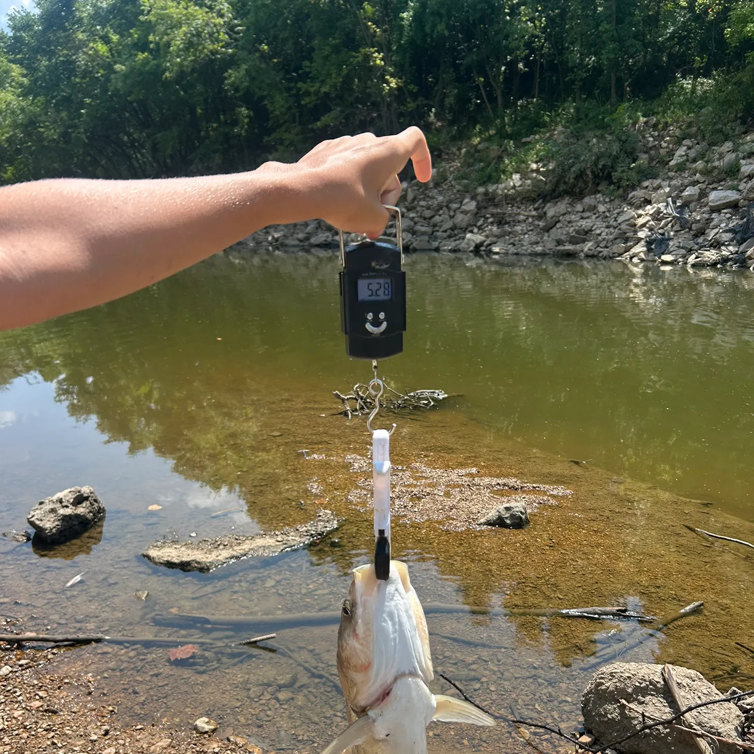 The most recent Silver carp catches on Fishbrain