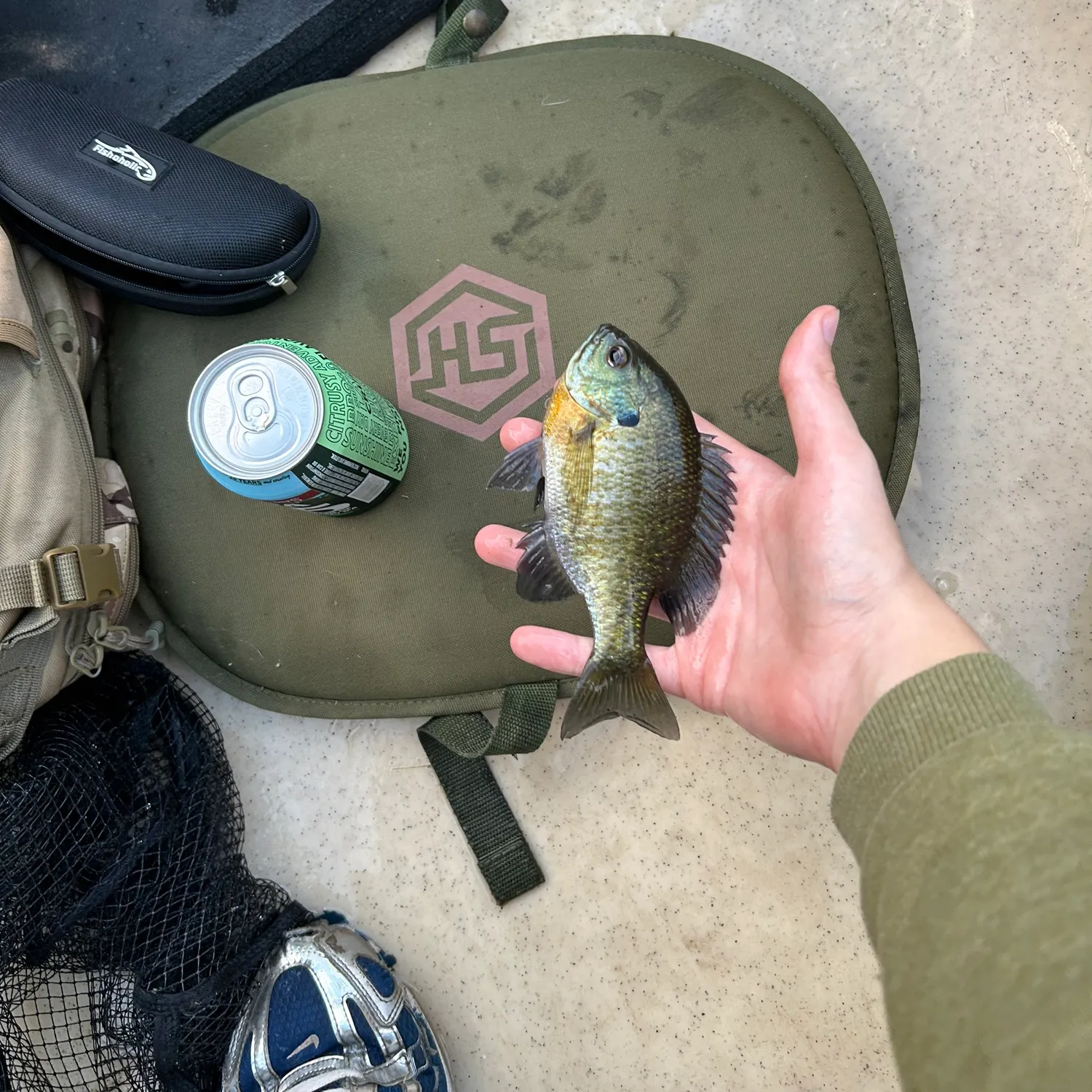 Bluegill caught on Fishbrain