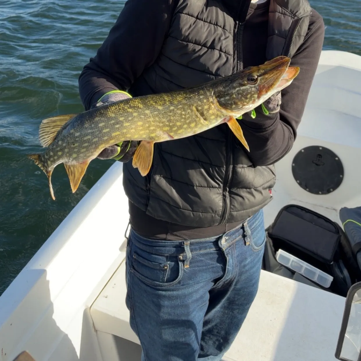 Northern pike caught on Fishbrain