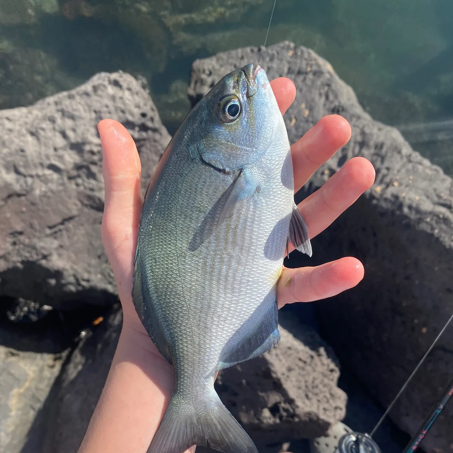 The most recent Brassy chub catches on Fishbrain