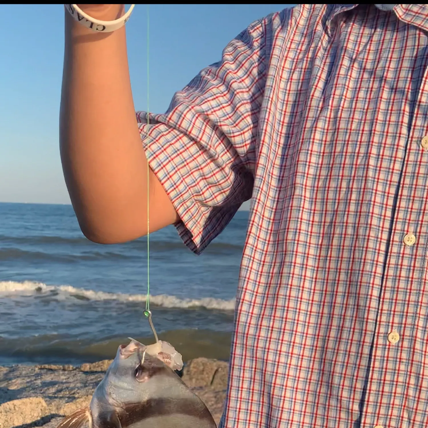 The most recent Atlantic spadefish catches on Fishbrain