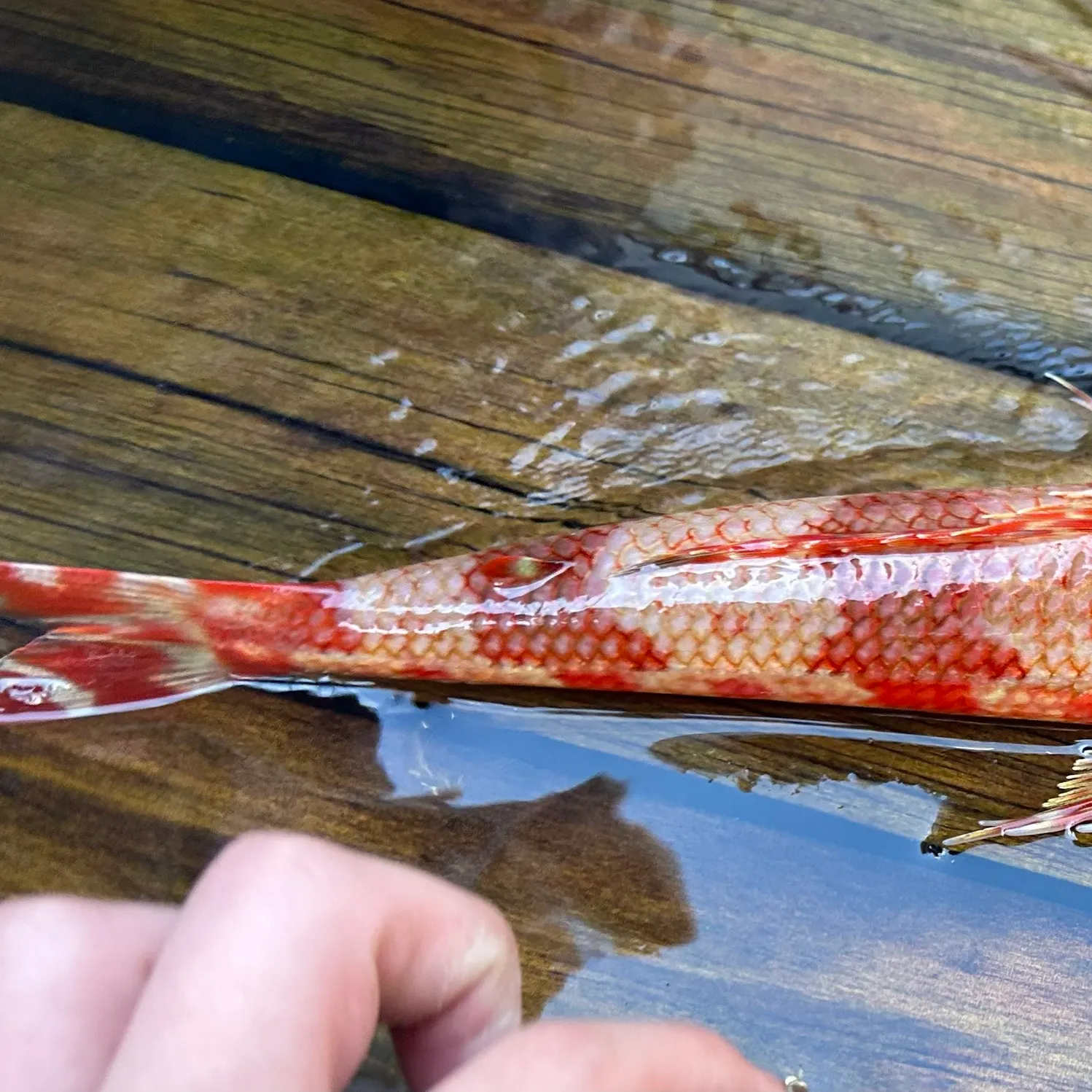 The most recent Sergeant Baker catches on Fishbrain