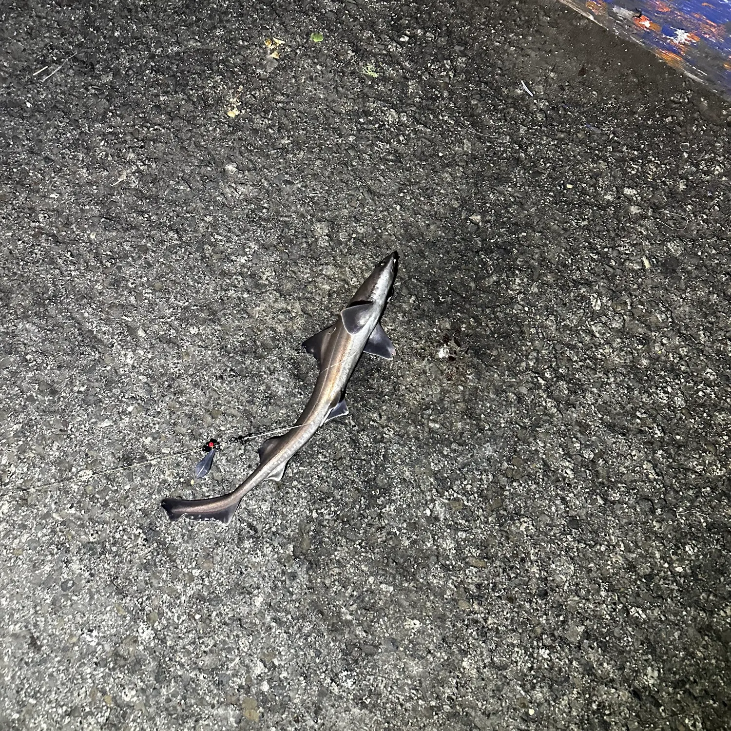 Brown smooth-hound caught on Fishbrain