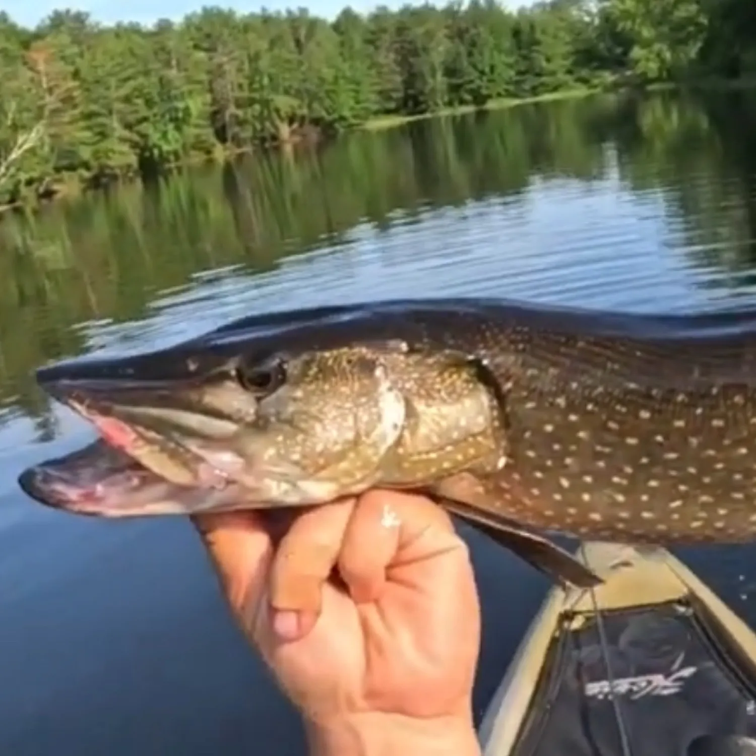 angler catch