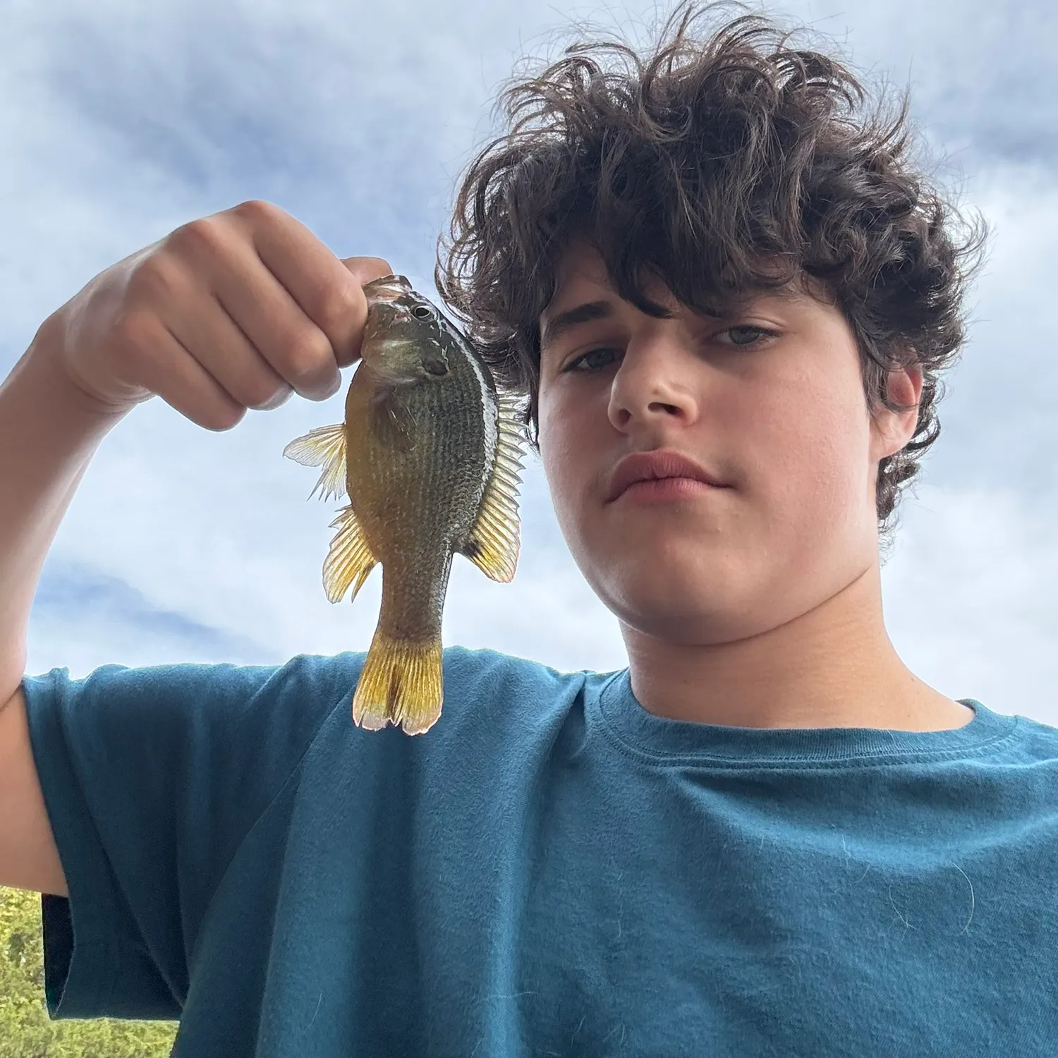 Green sunfish caught on Fishbrain
