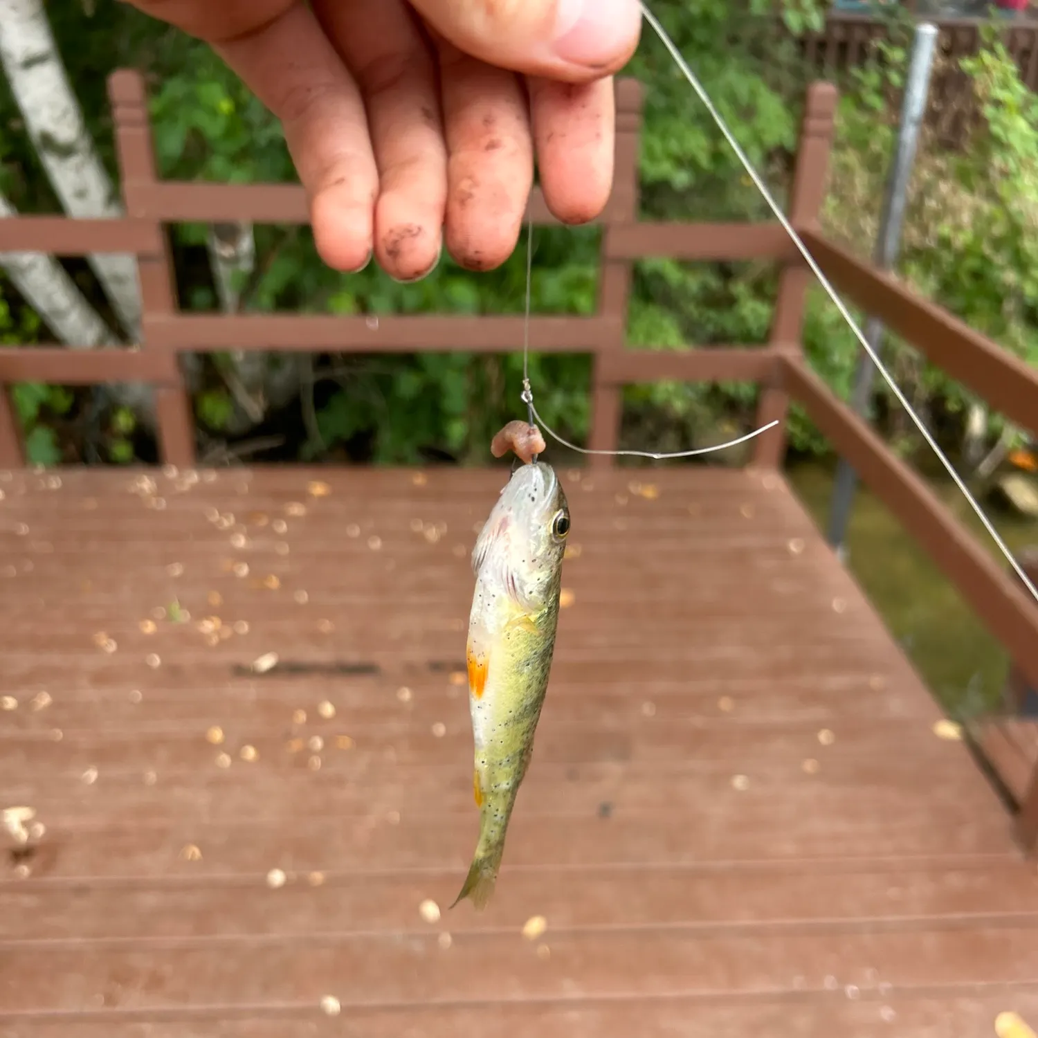 Fish caught on Fishbrain