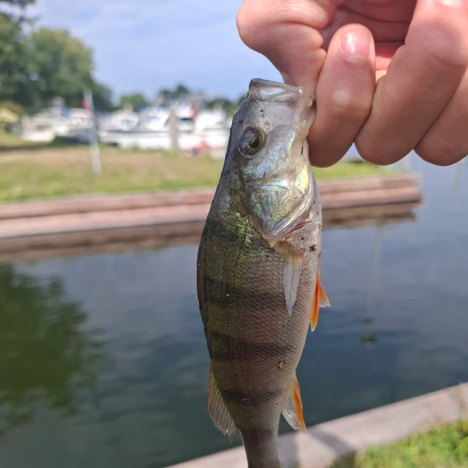 European perch caught on Fishbrain
