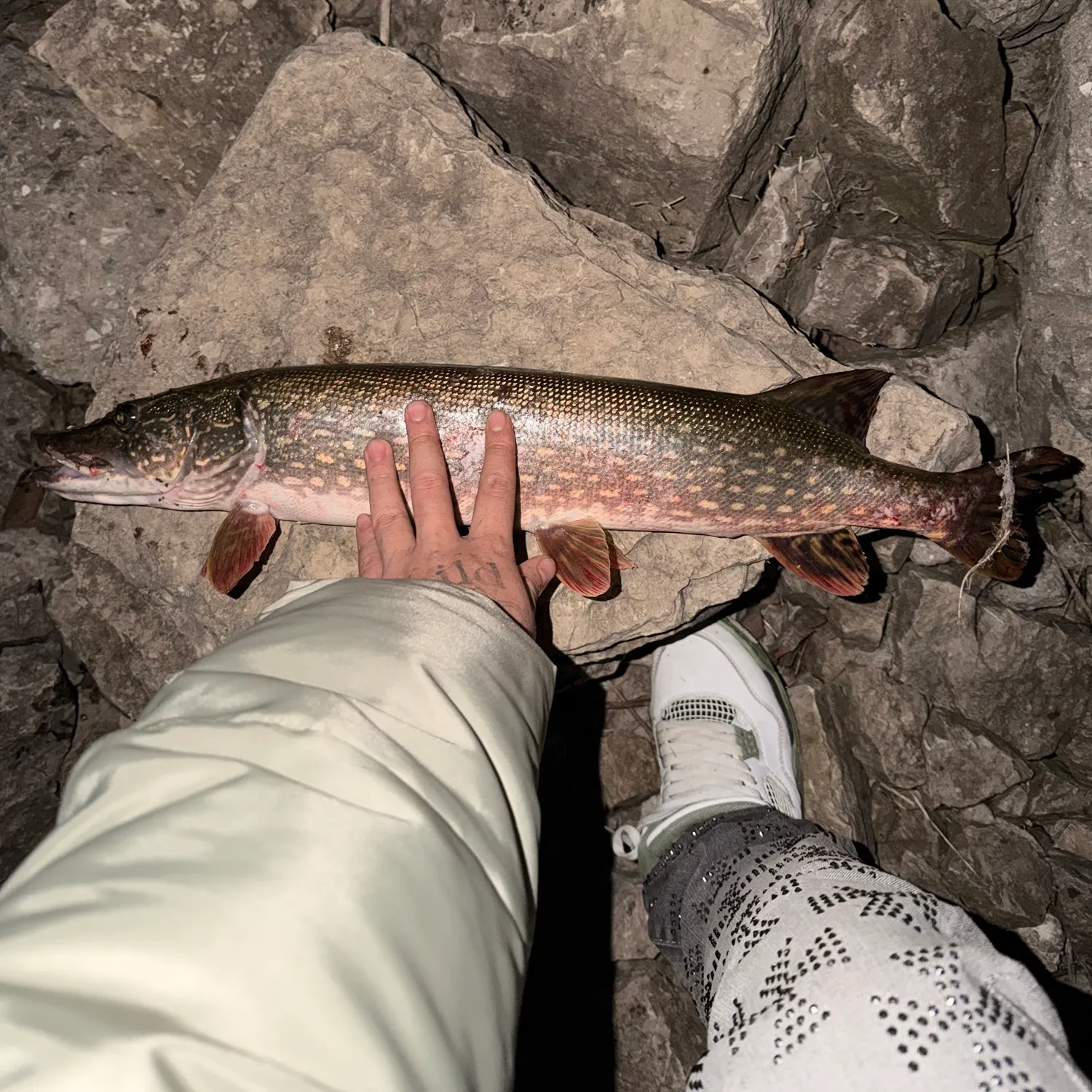Northern pike caught on Fishbrain