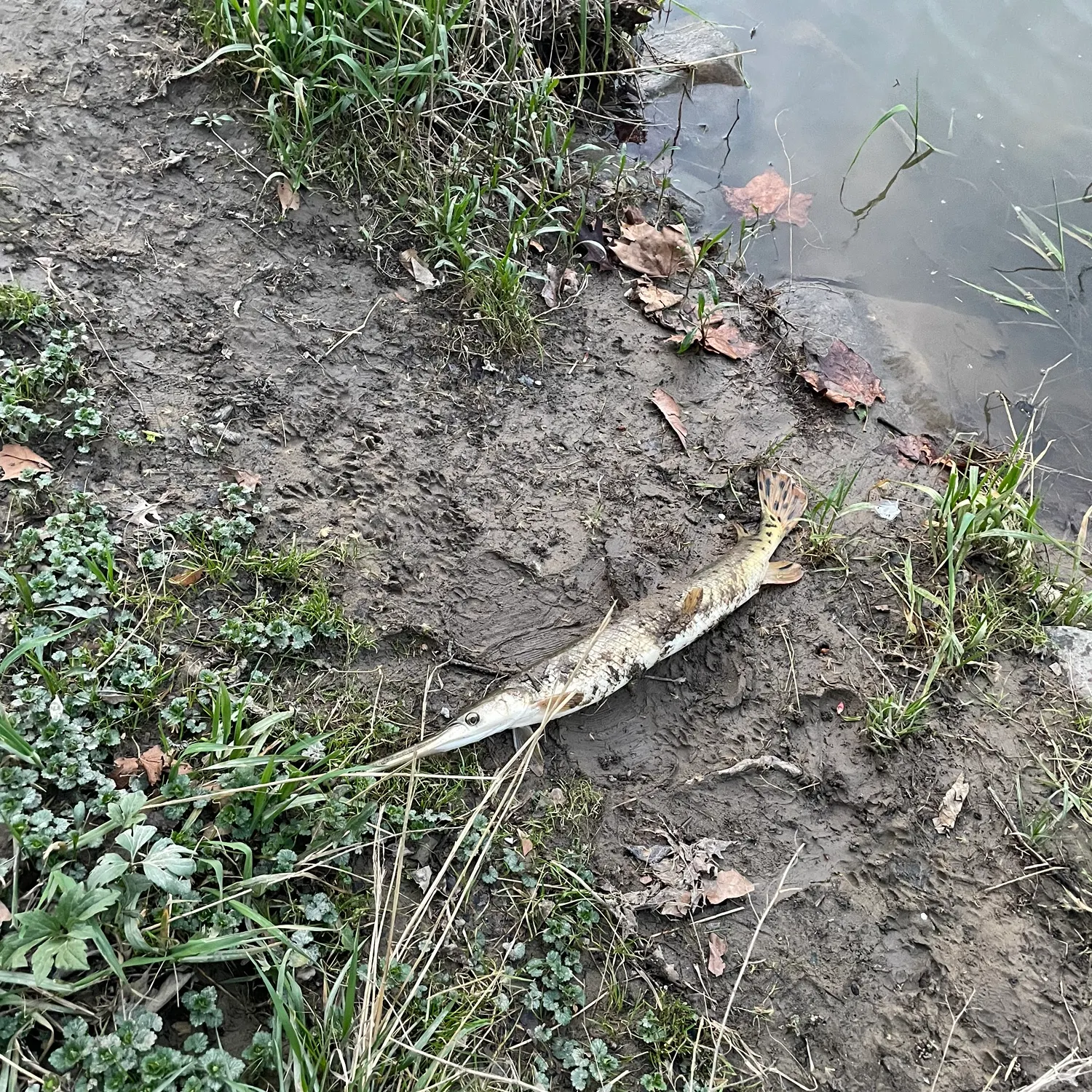The most recent Longnose gar catches on Fishbrain