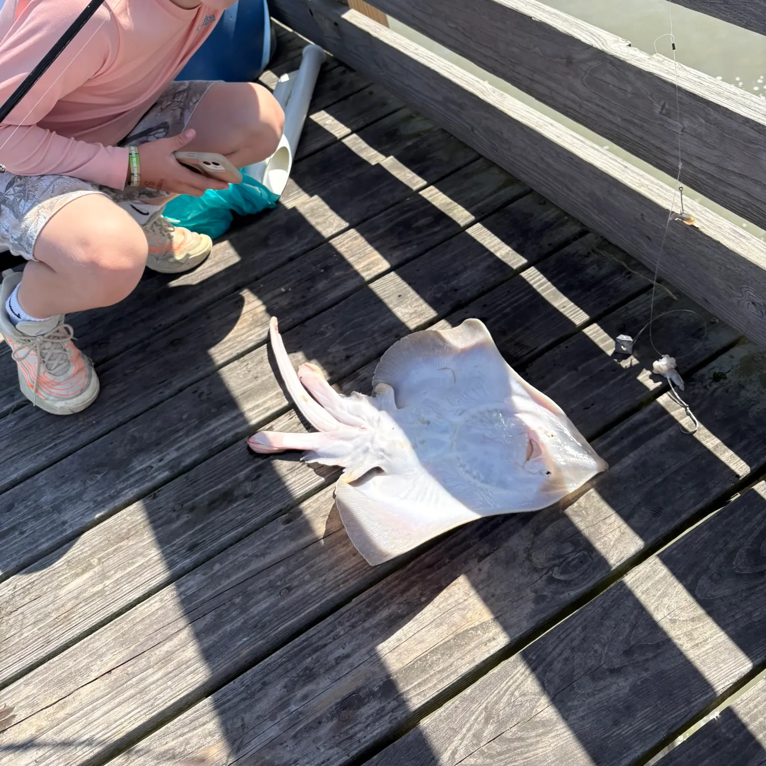 The most recent Blue skate catches on Fishbrain